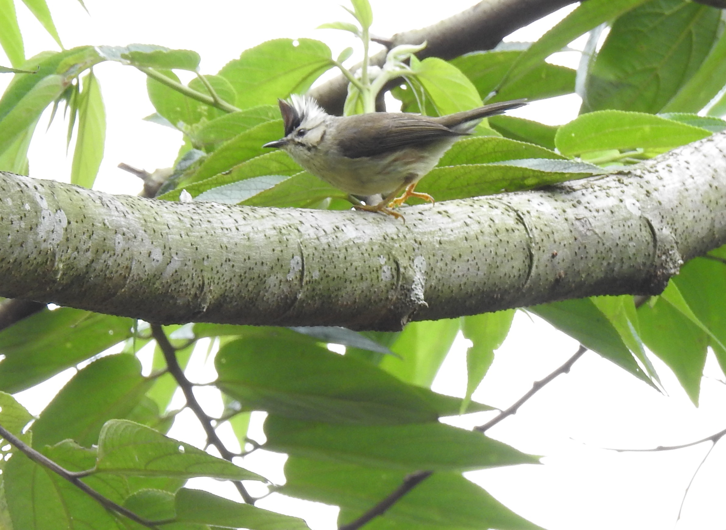 taiwan yuhina