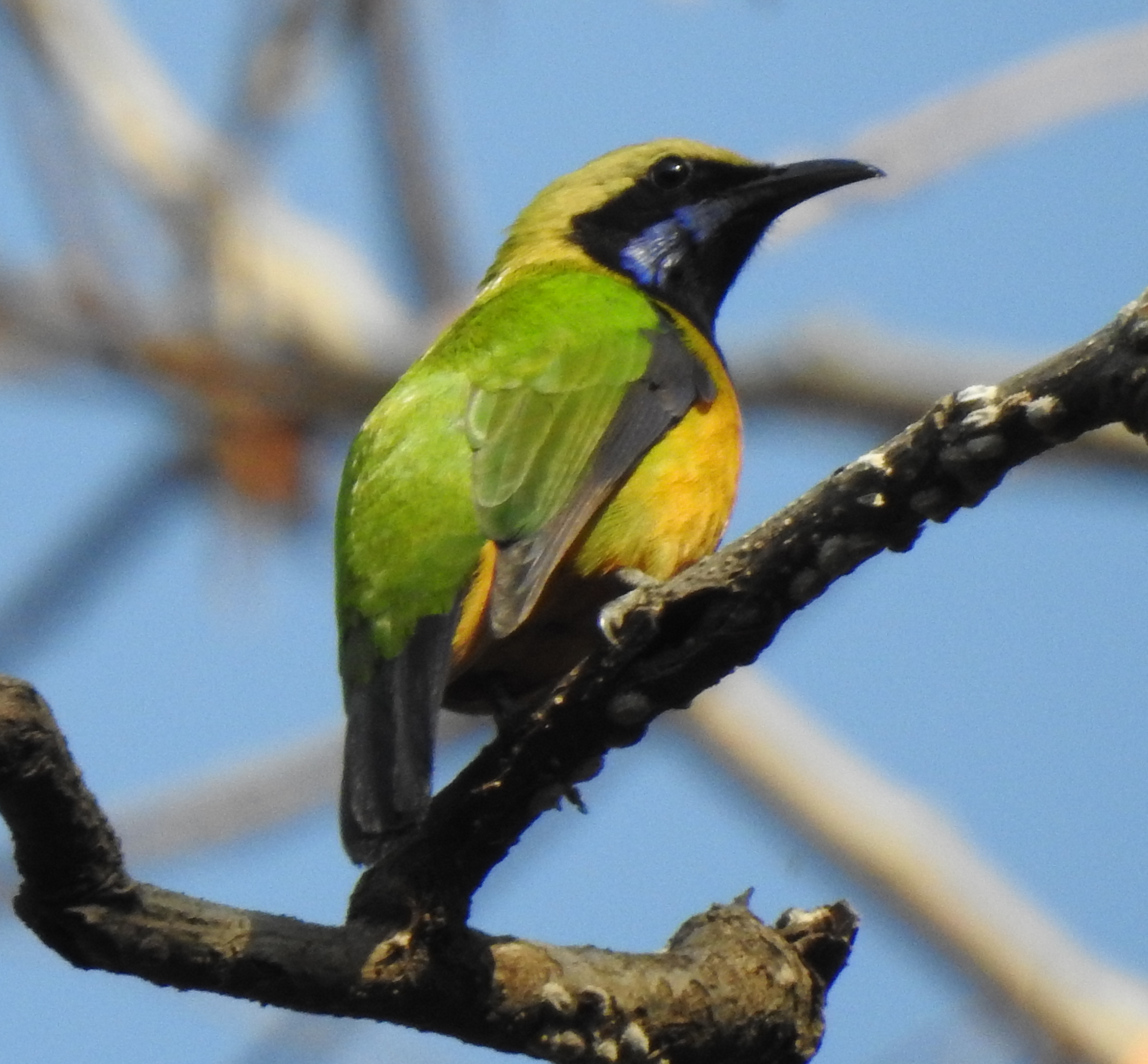 orangebelliedleafbird