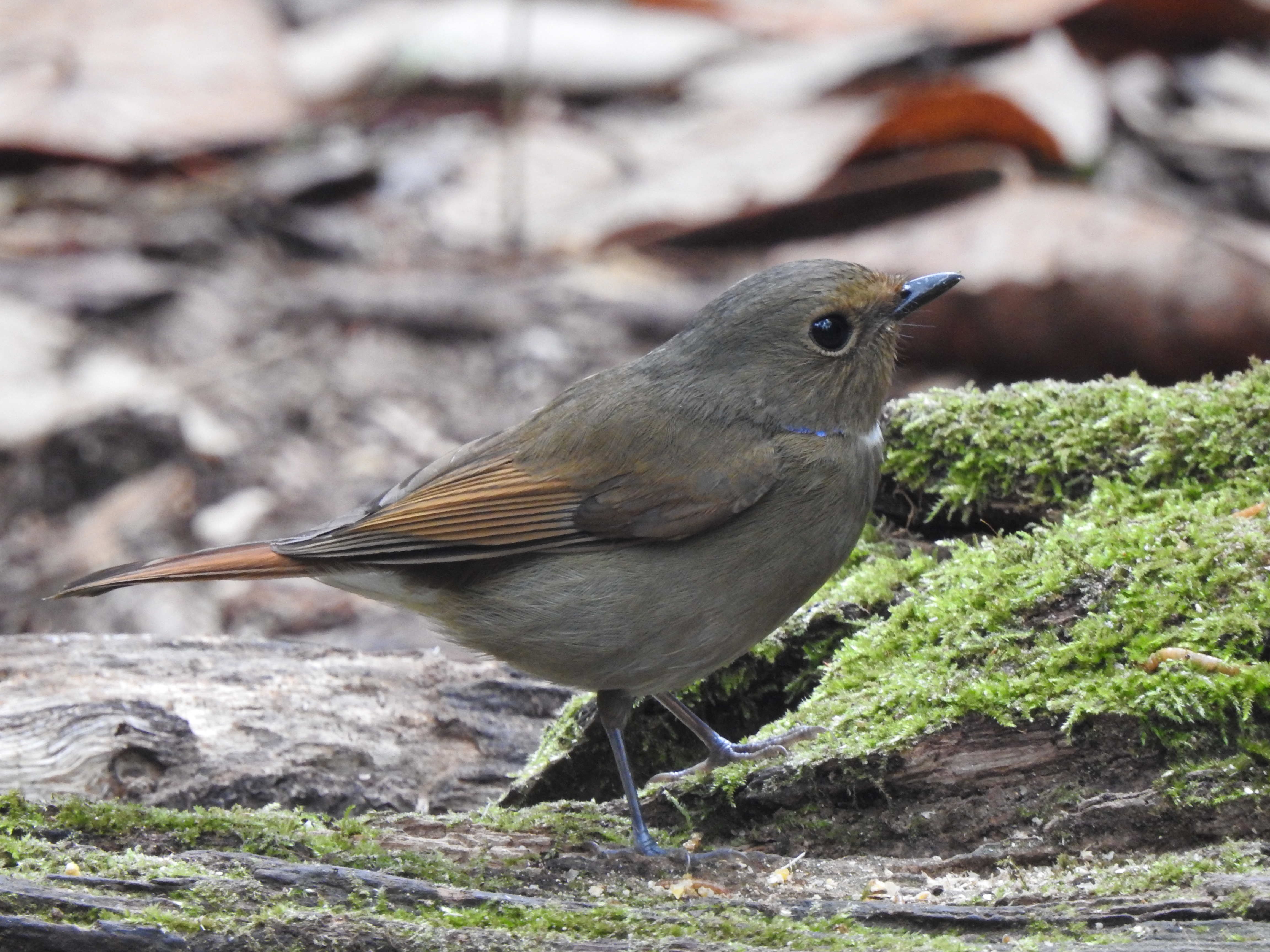 rbelliedniltavafemale