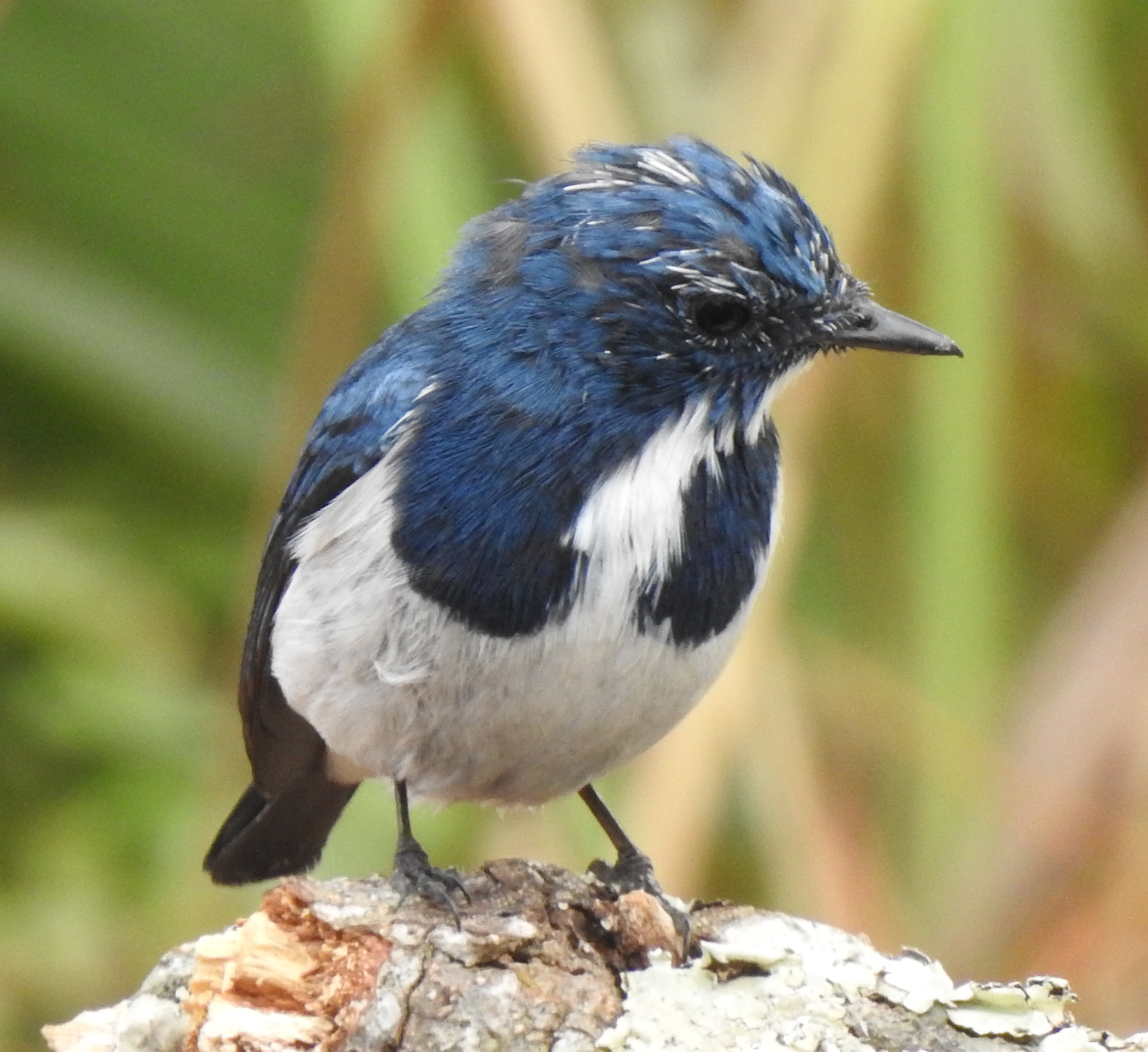 ultramarineflycatcherr