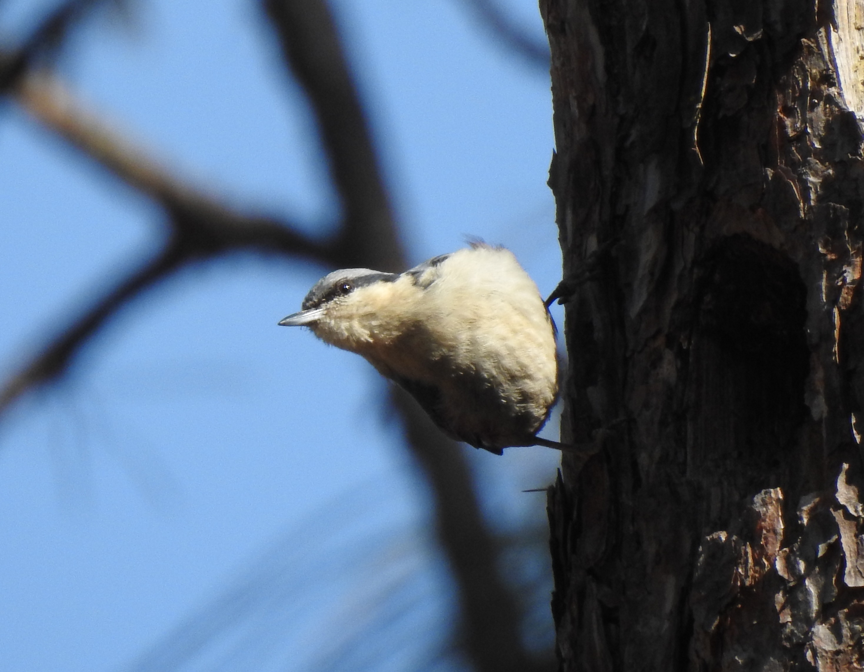 cvnuthatch