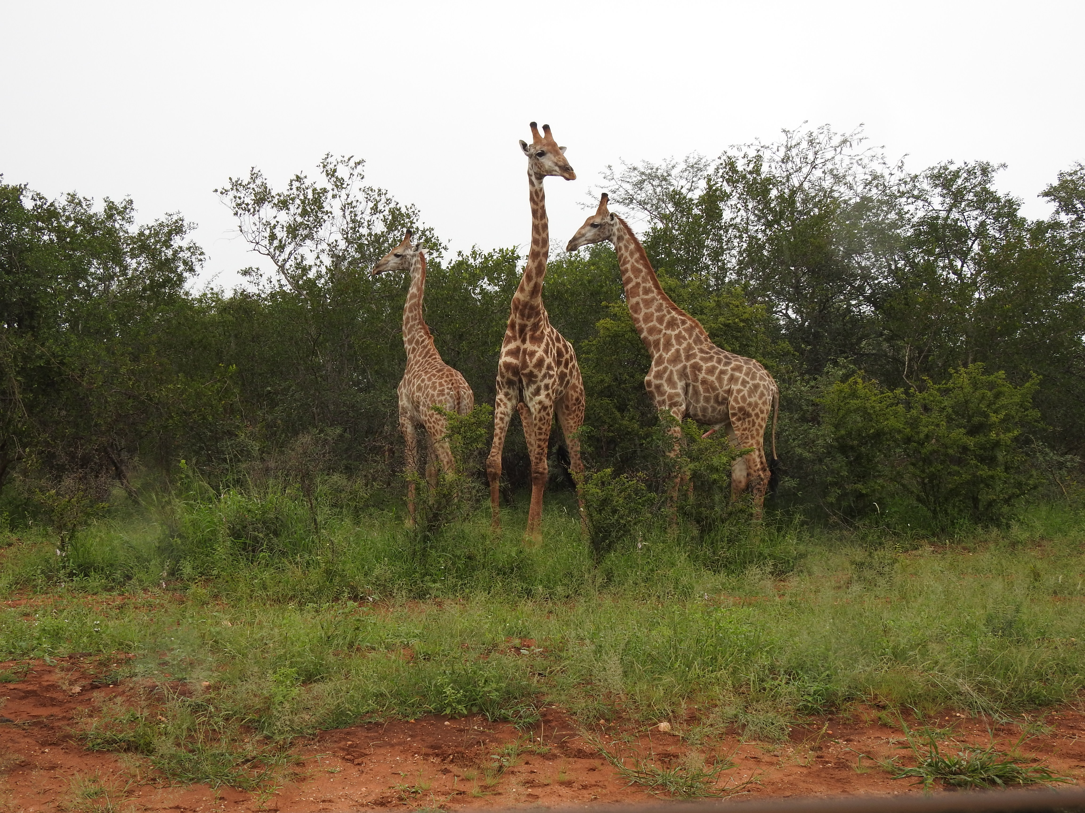 giraffes