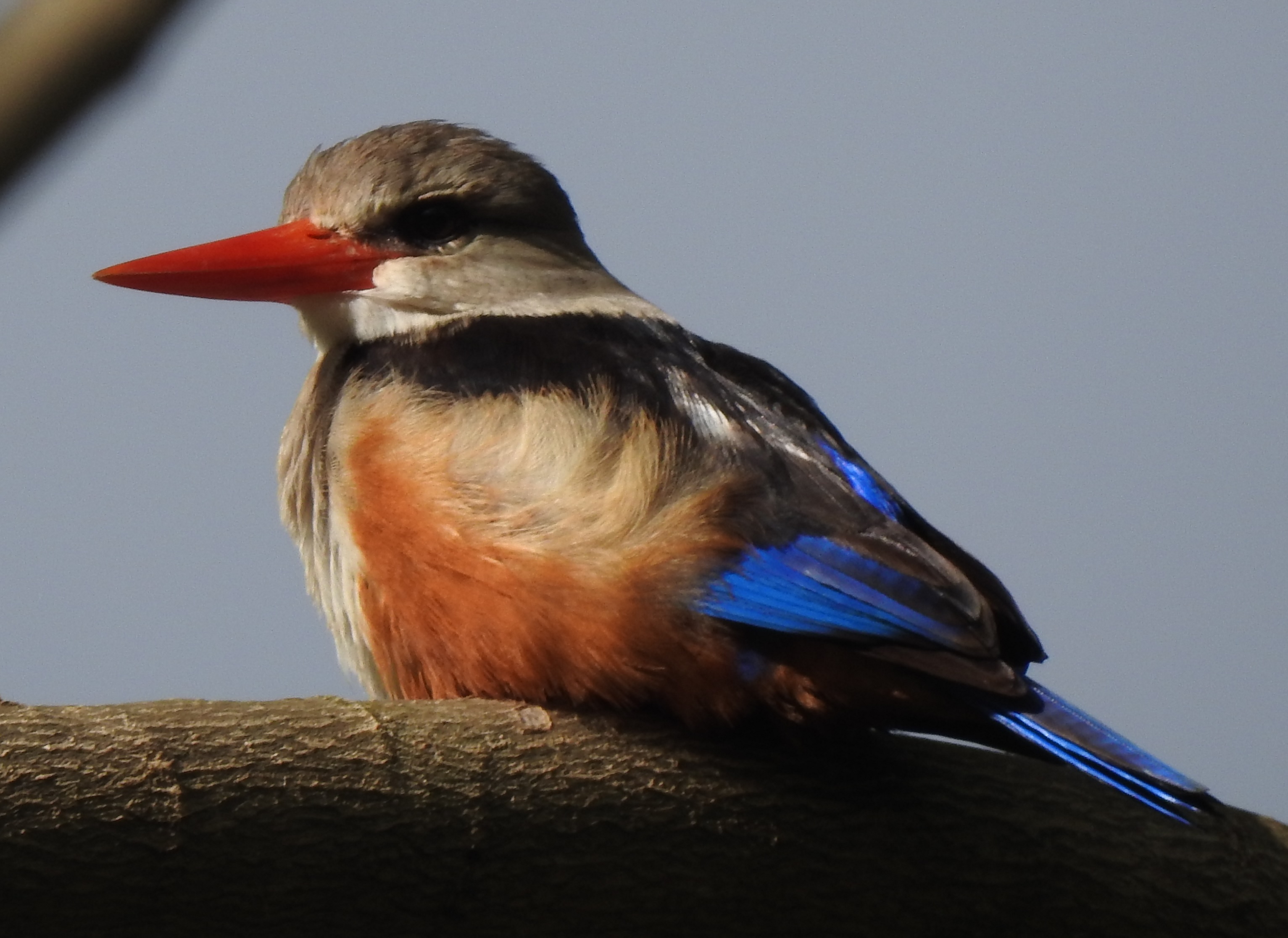 greyheadedkingfisher