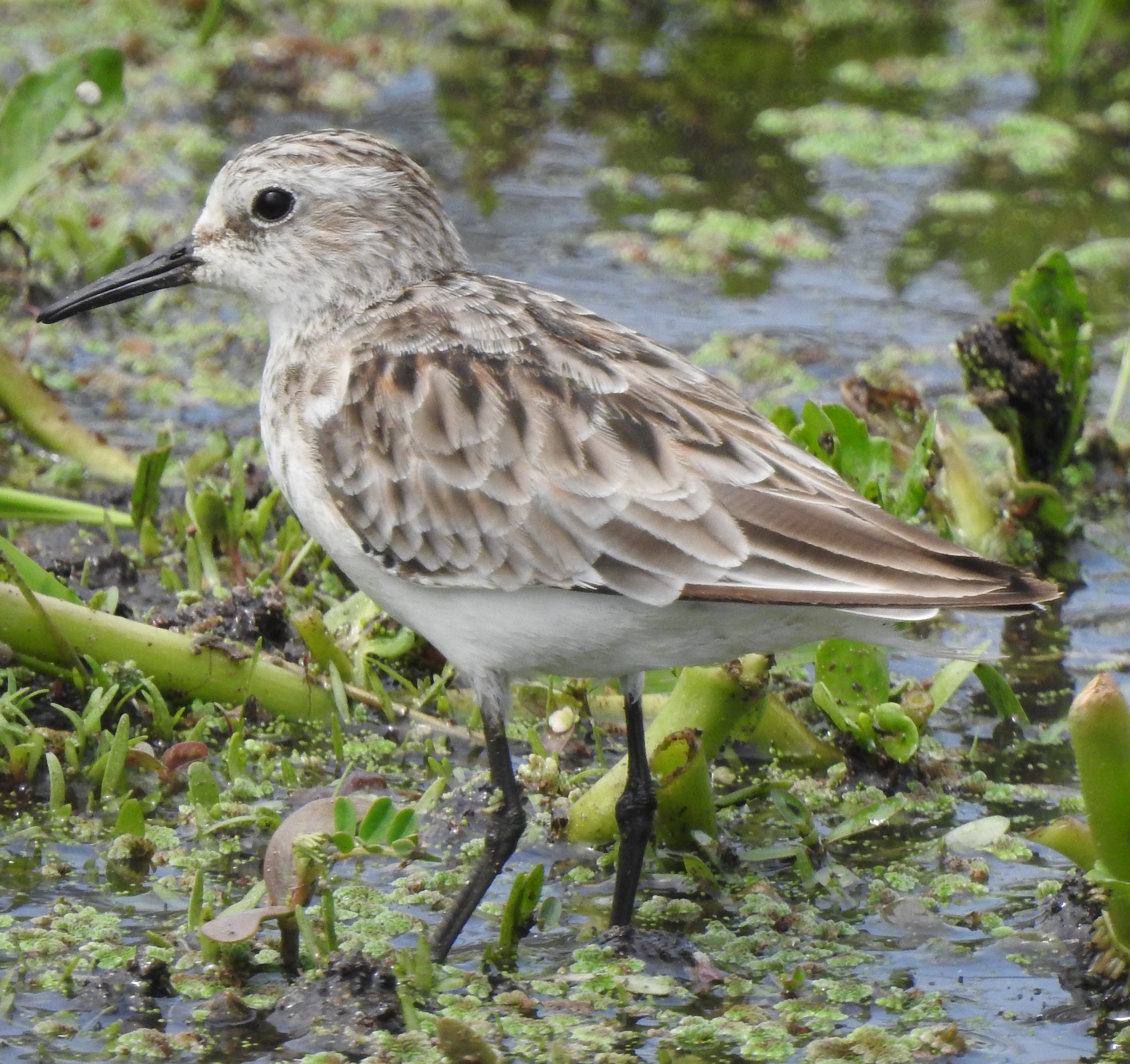 littlestint
