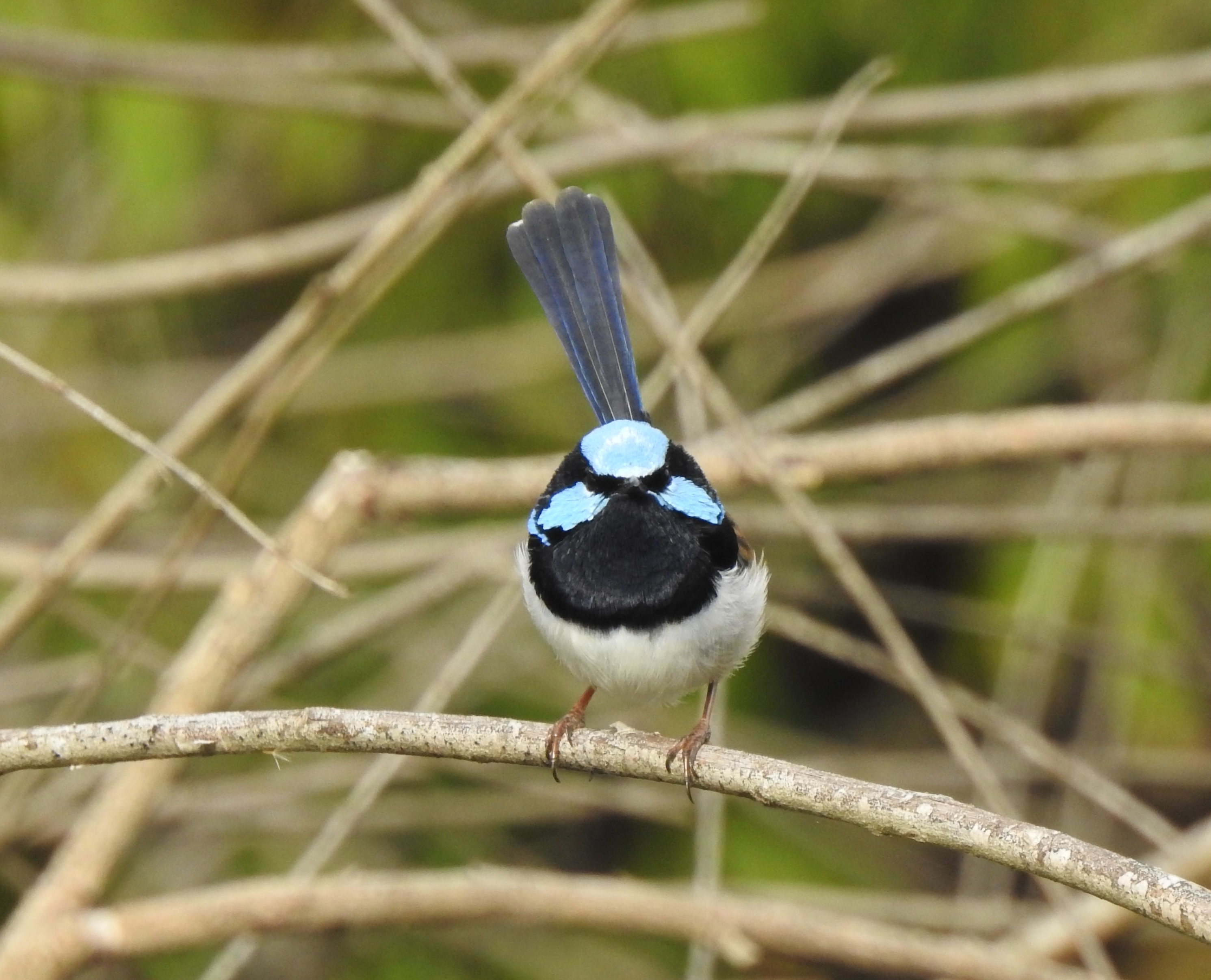 supfairywren