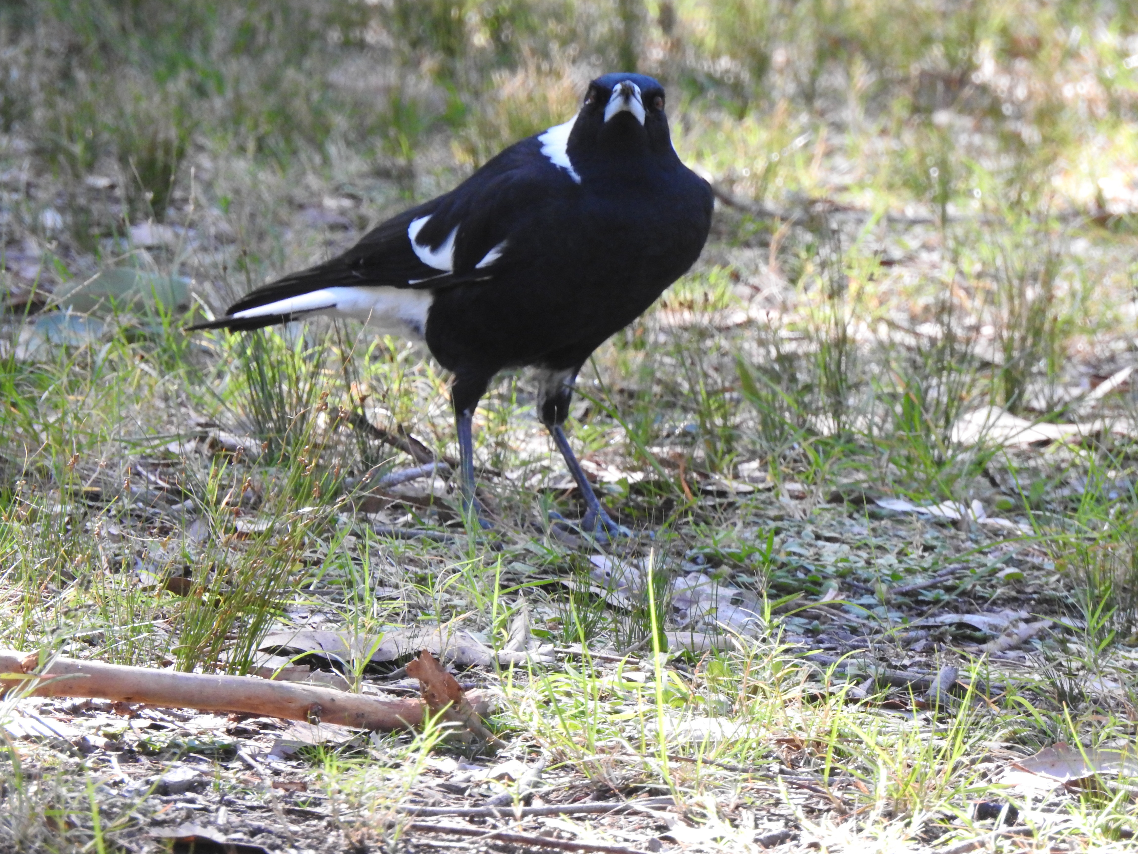 ausmagpie