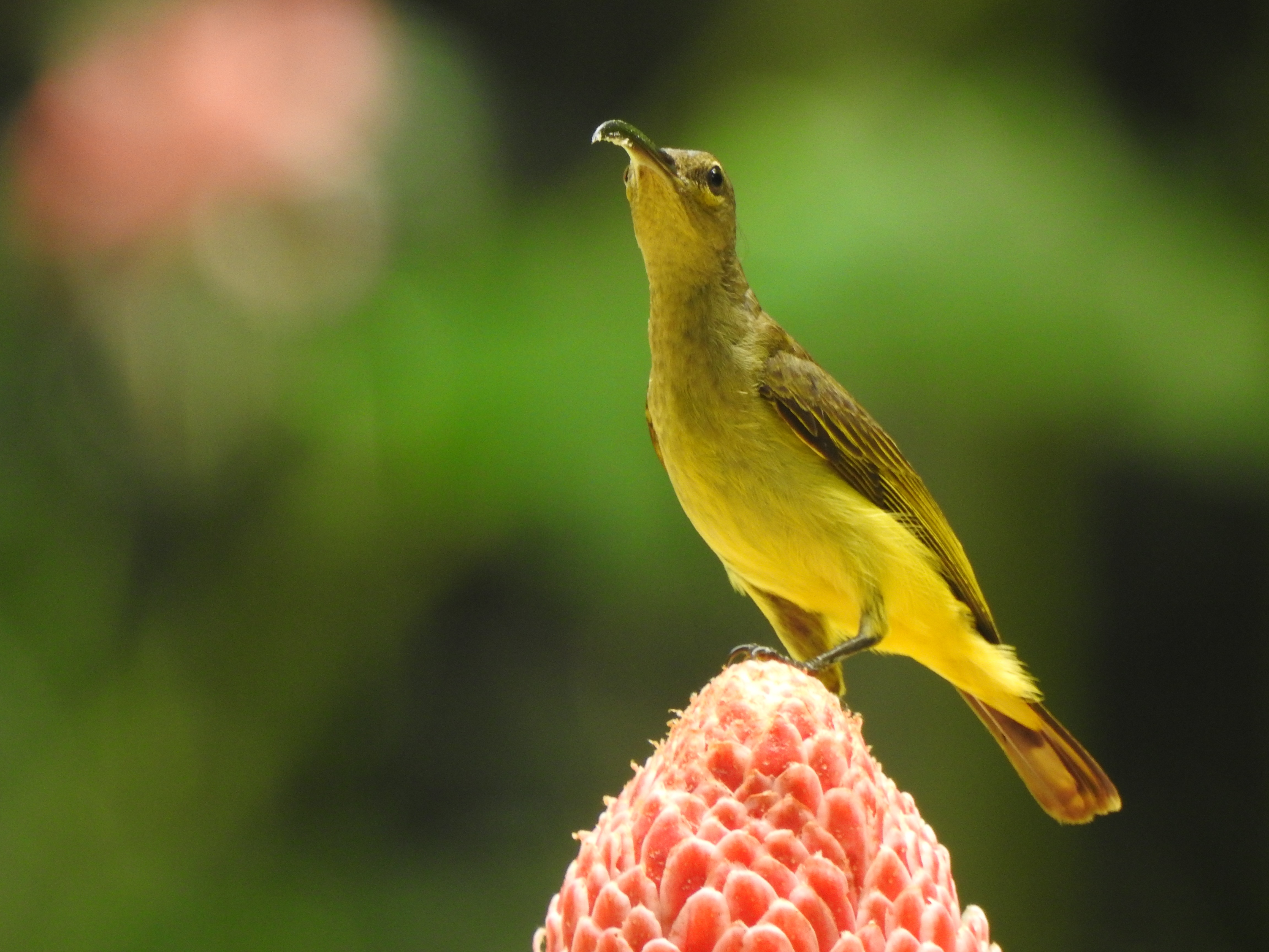 thickbilledspiderhunter