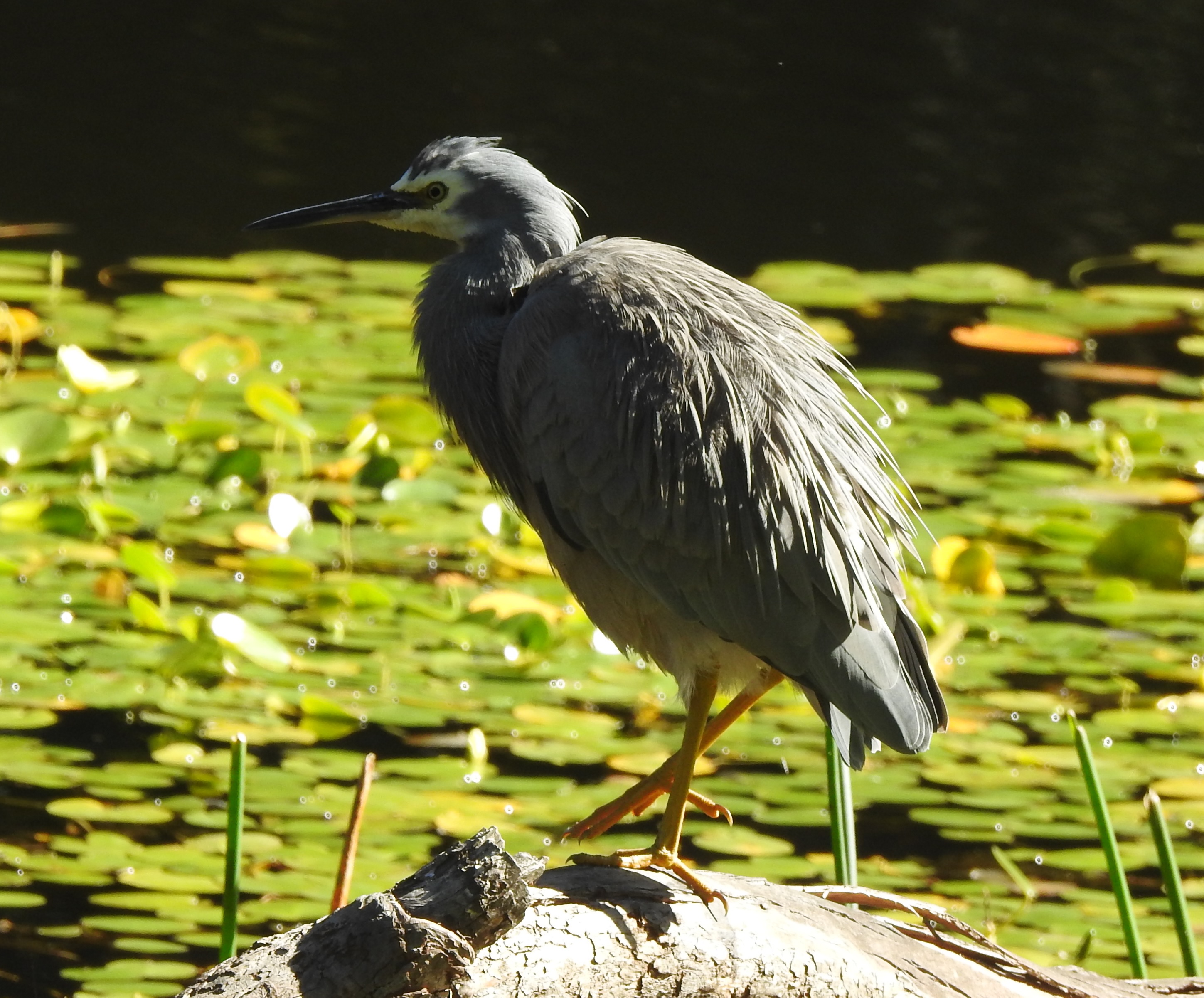 whfaceheron