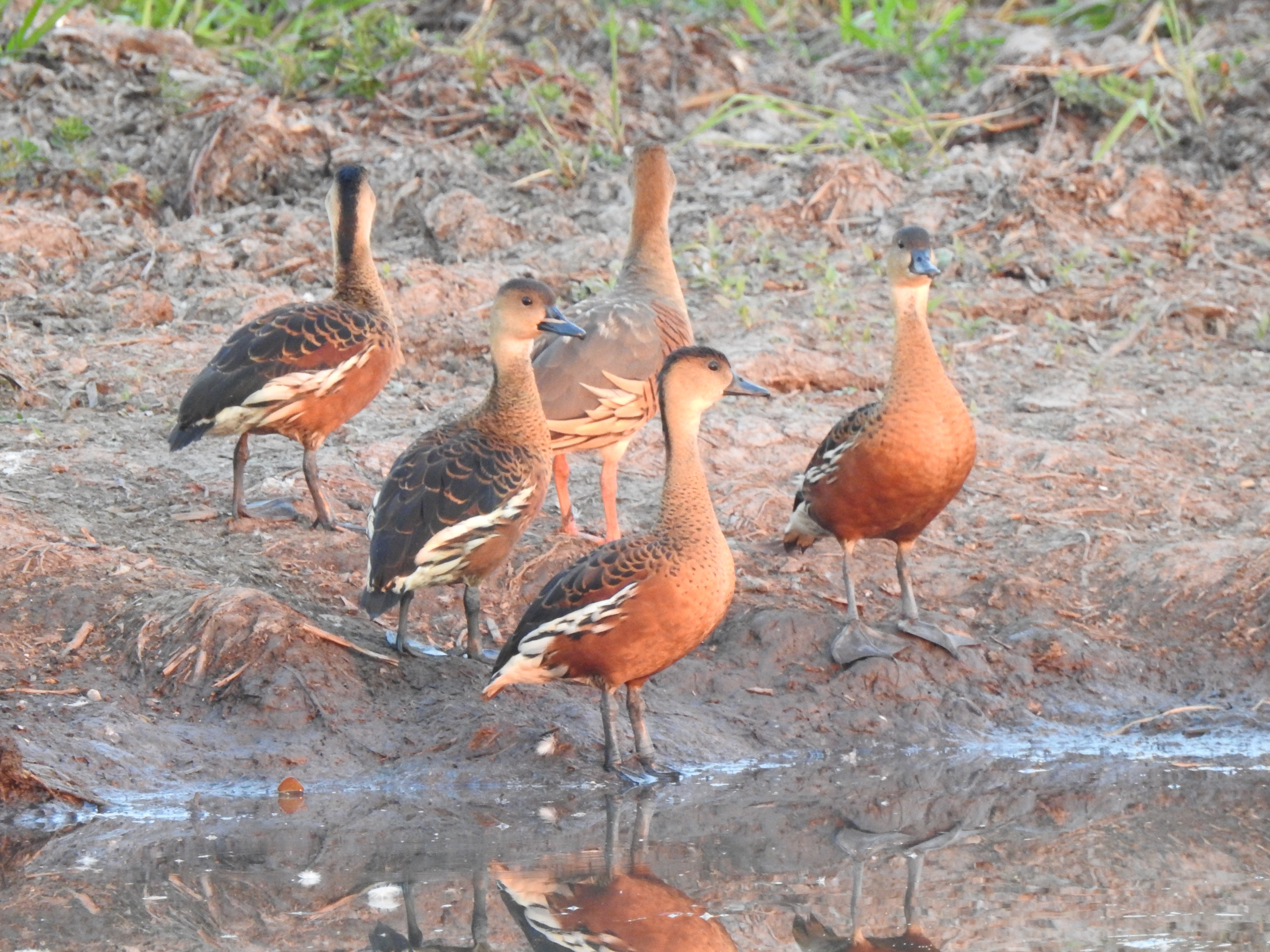4wandering1plumed