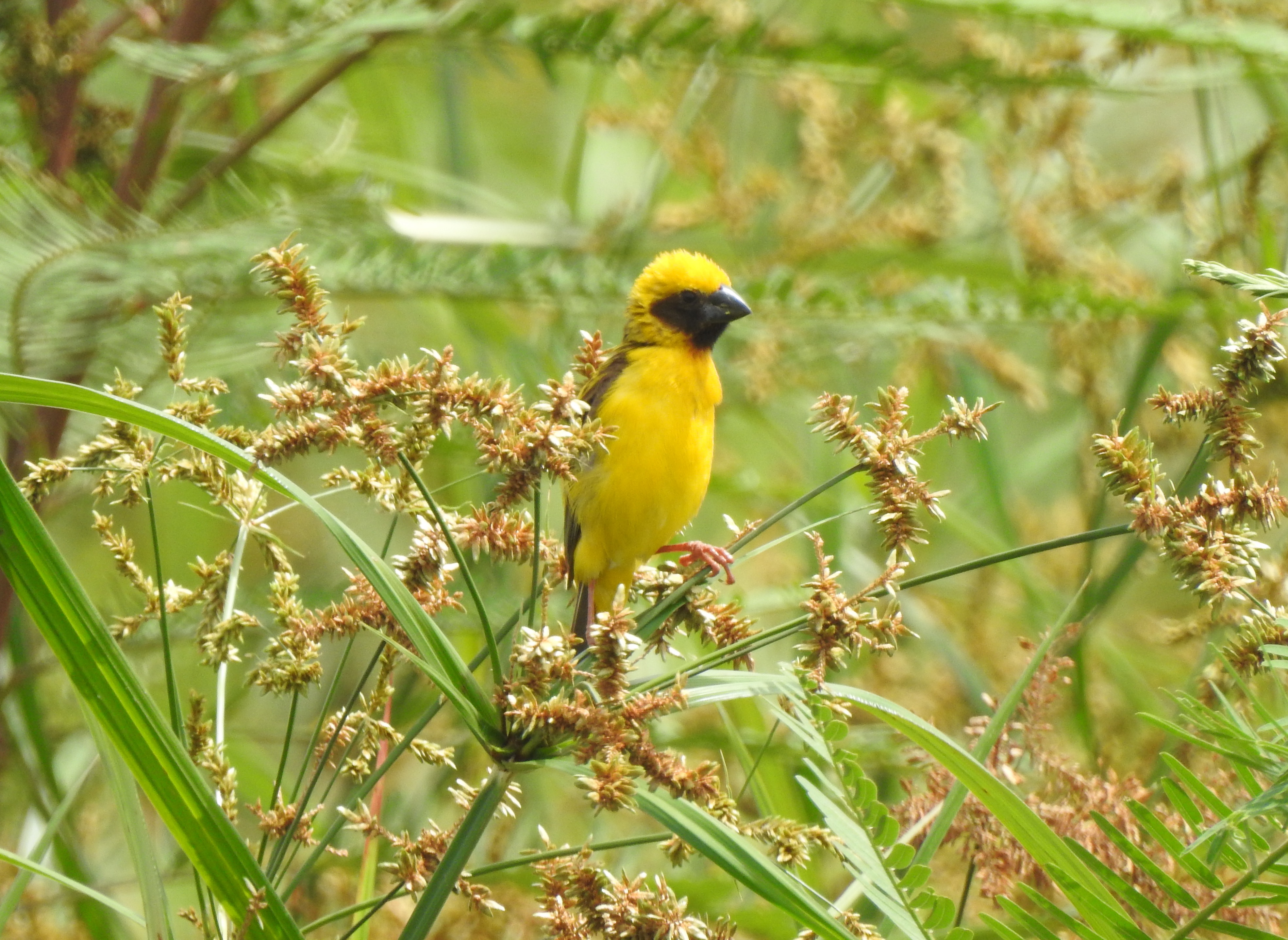 asiangoldenweaver
