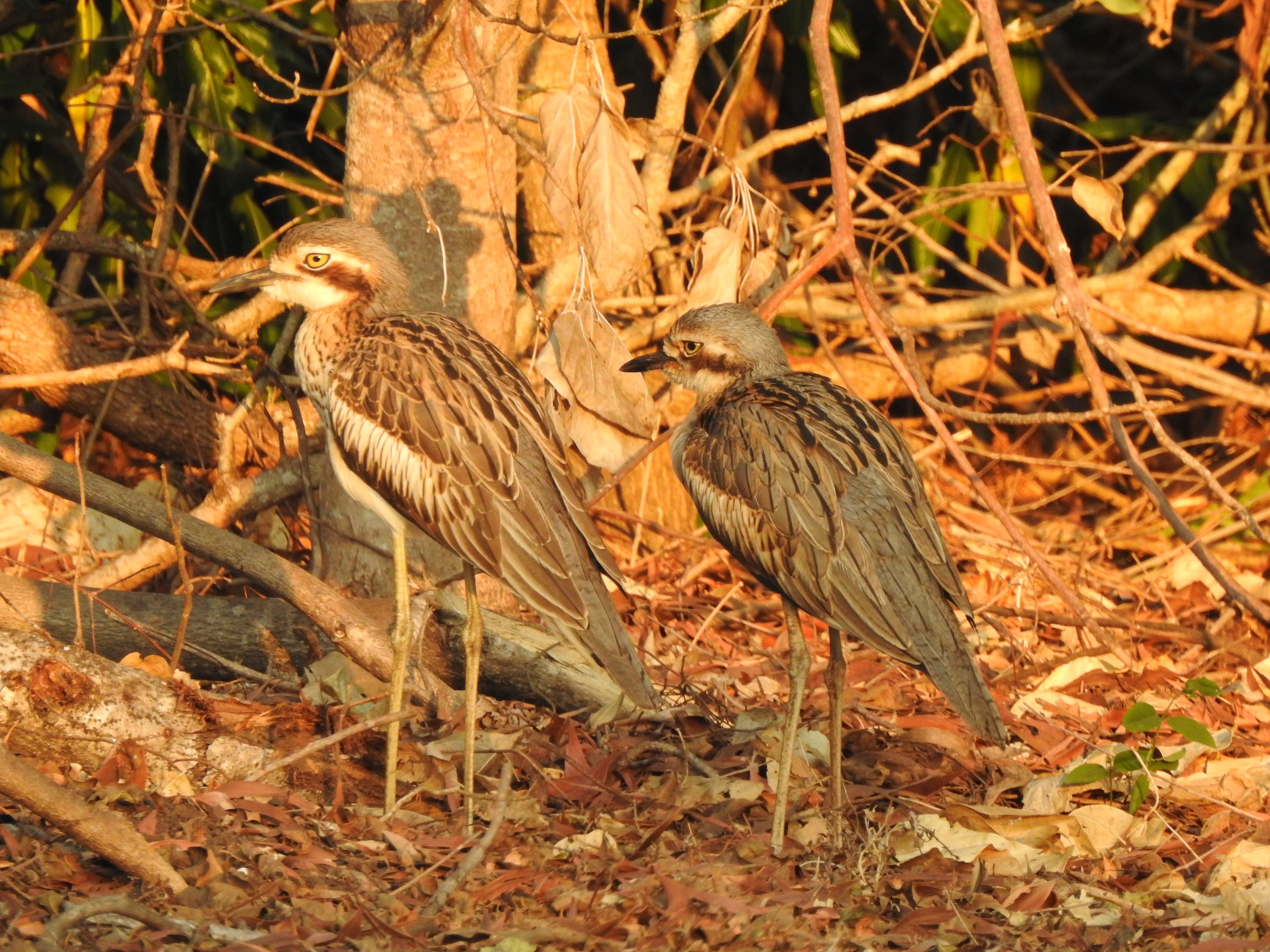 bushstonecurlew