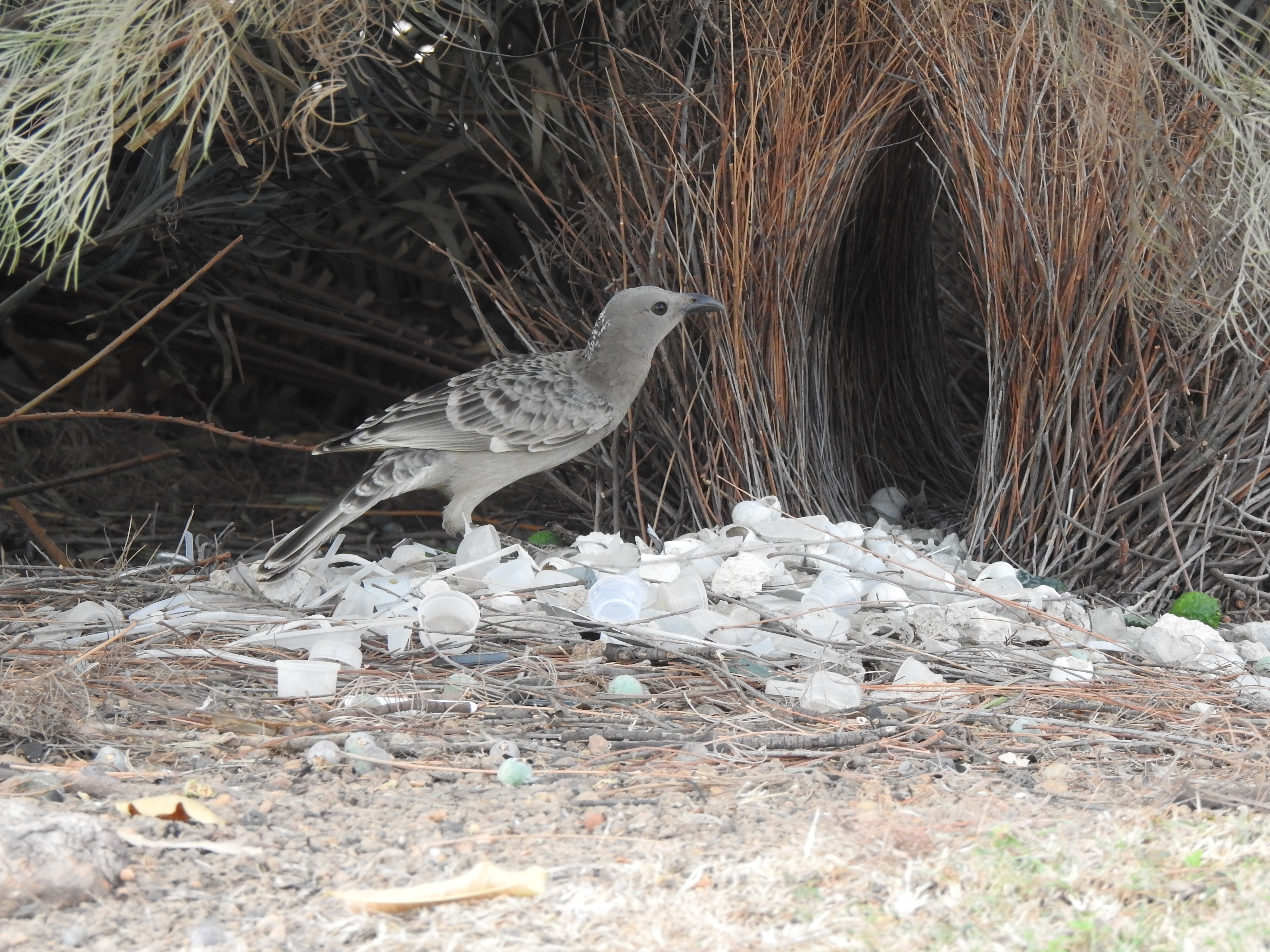 greatbowerbird2