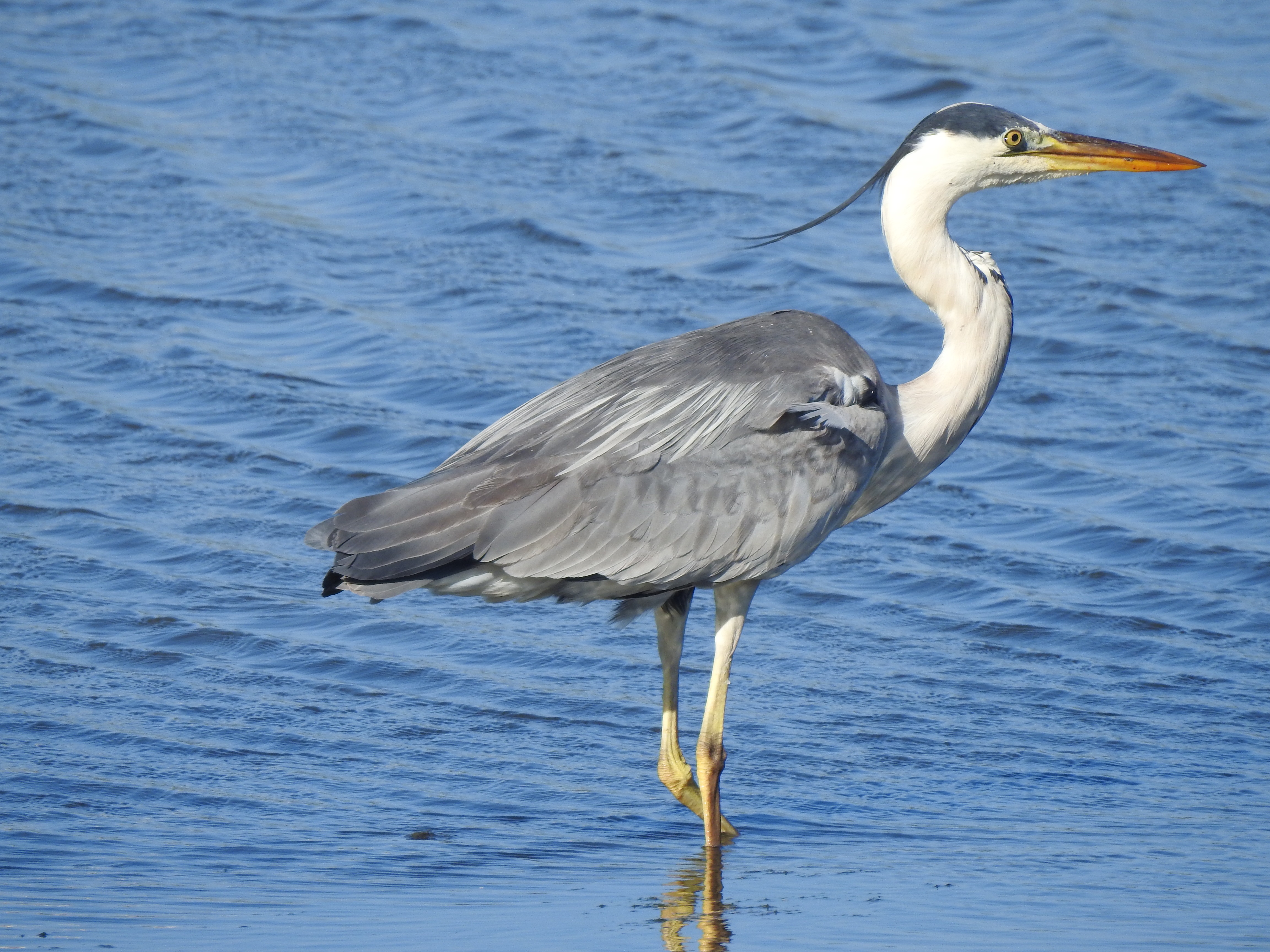 greyheron