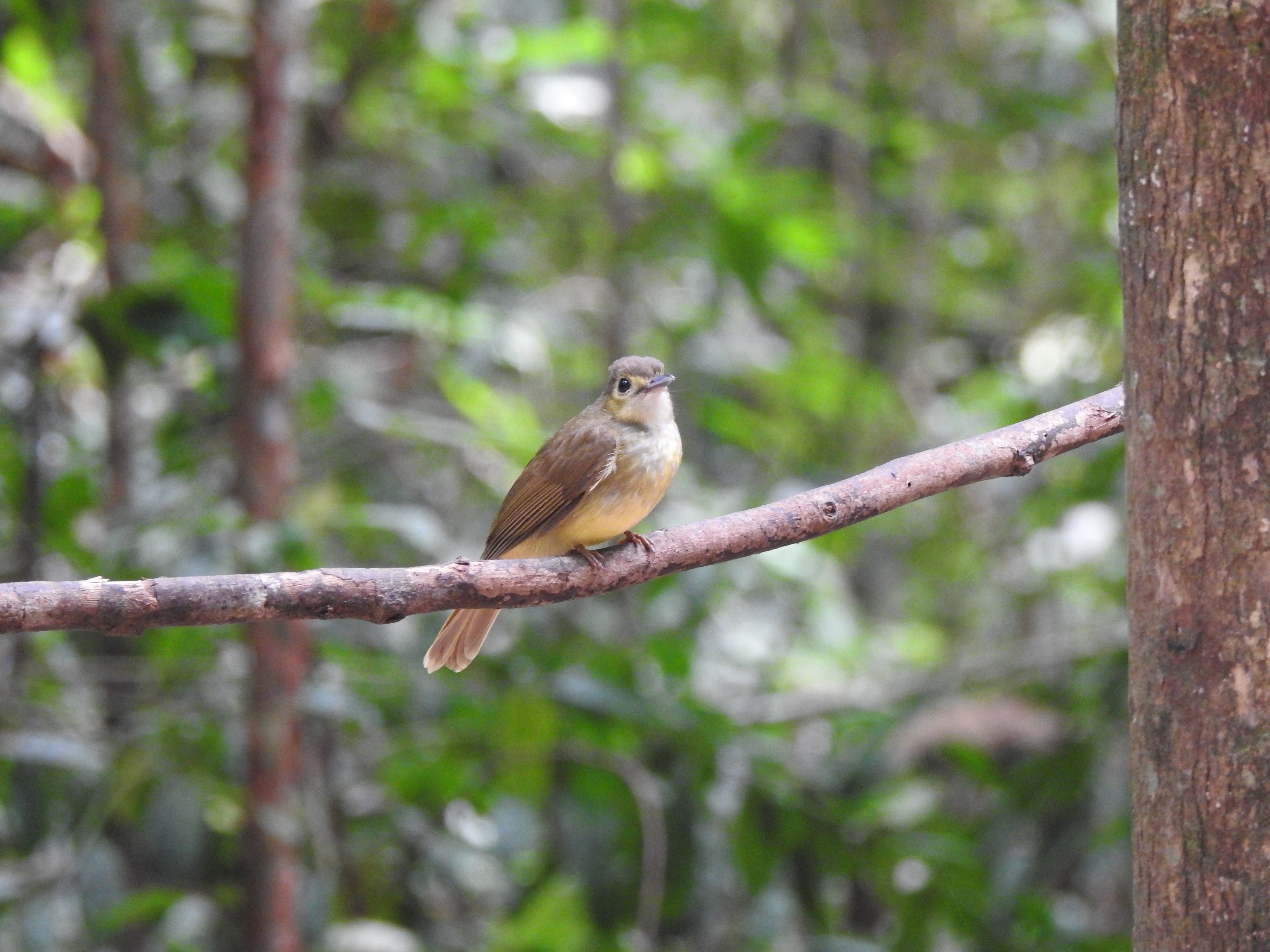 hairybackbulbul