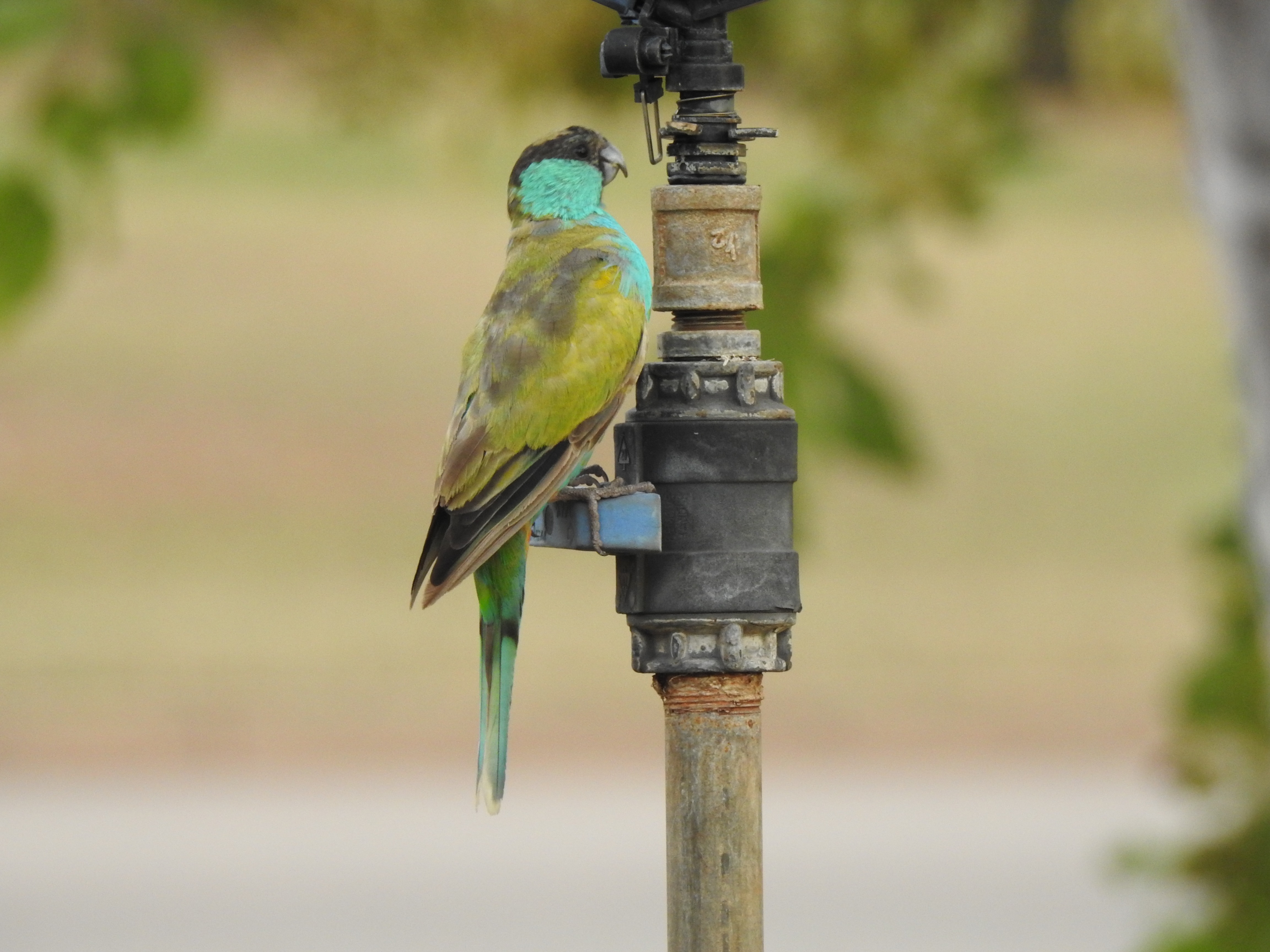 hoodedparrot