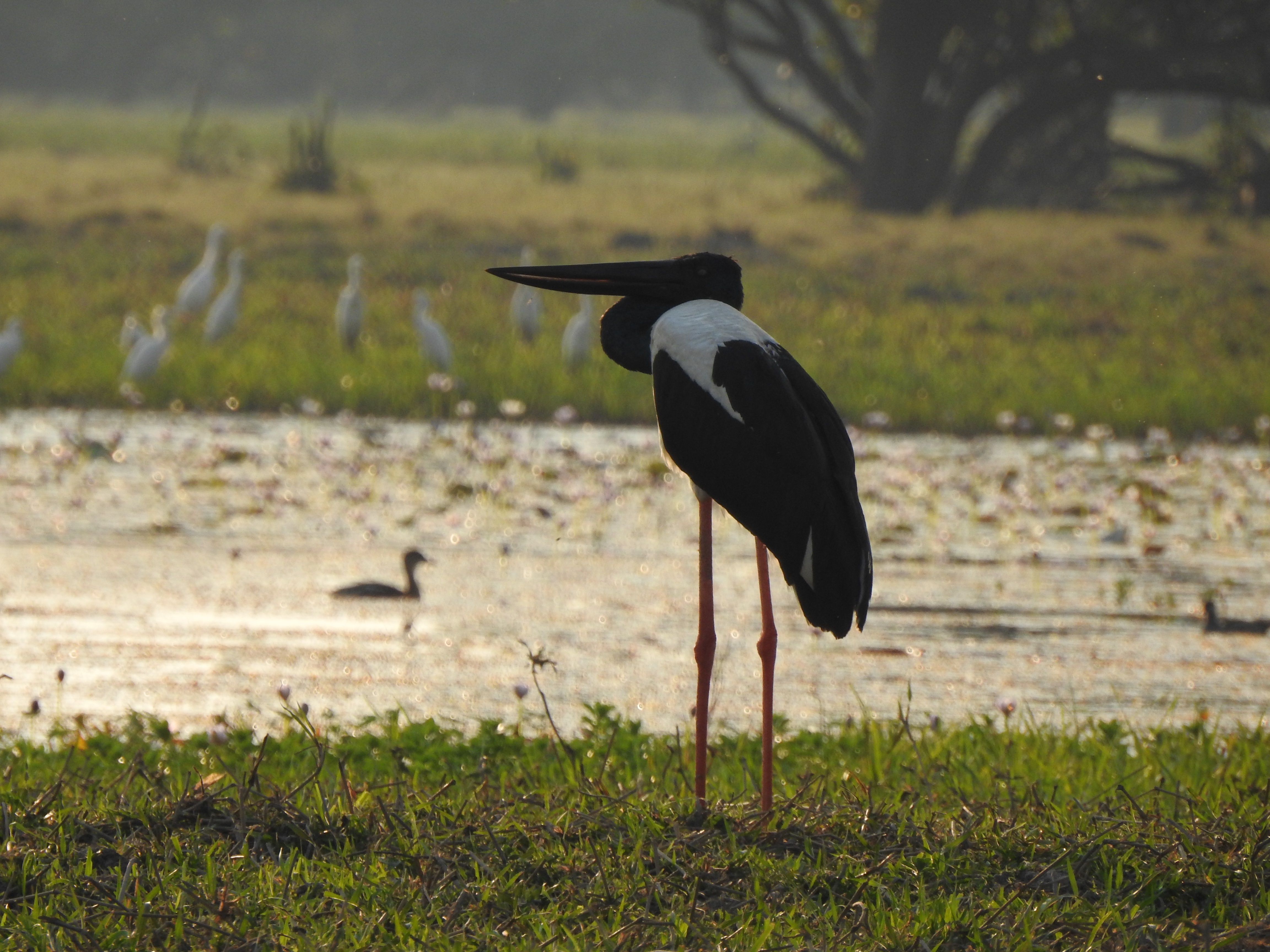 jabiru