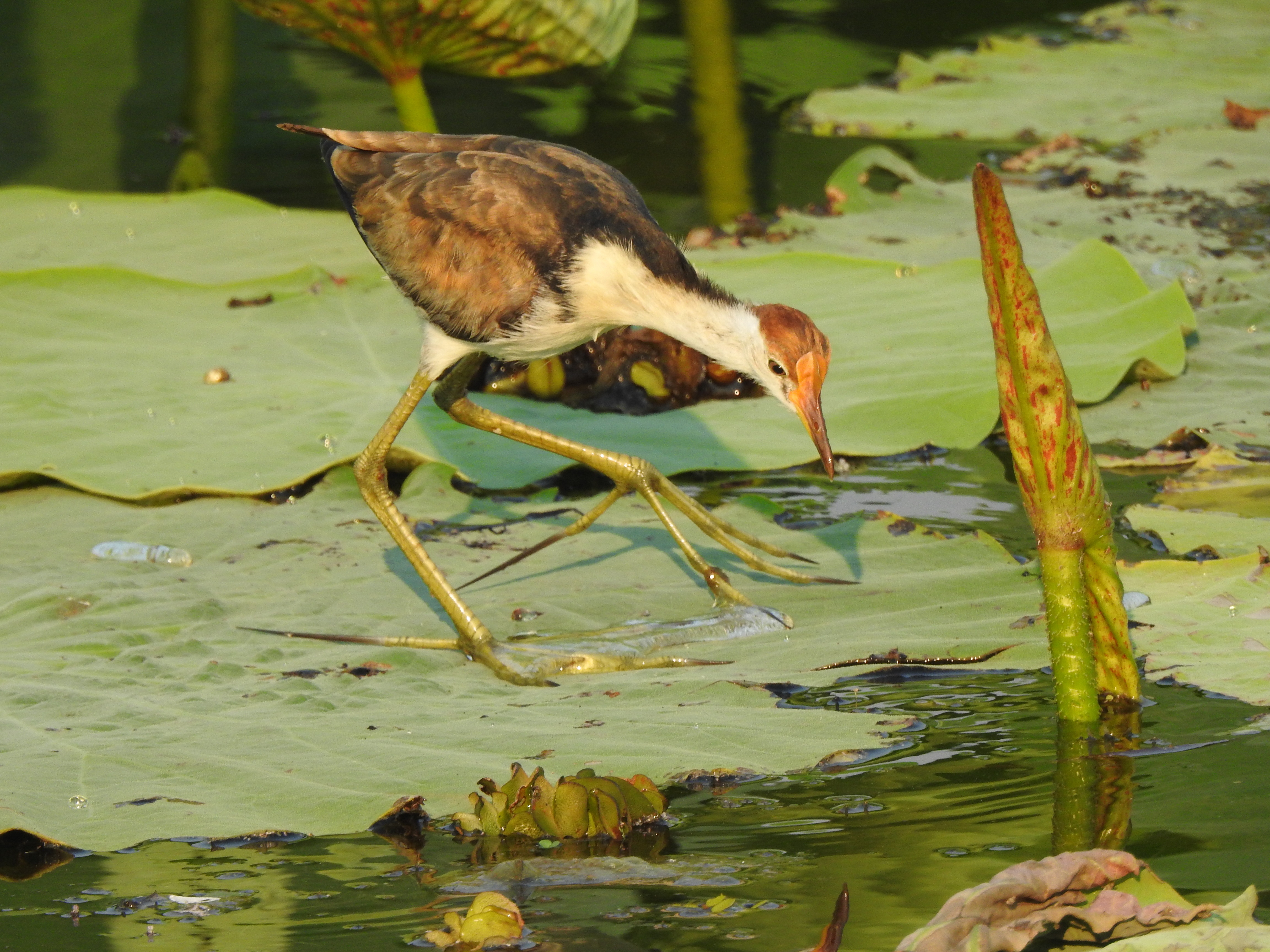 jacana