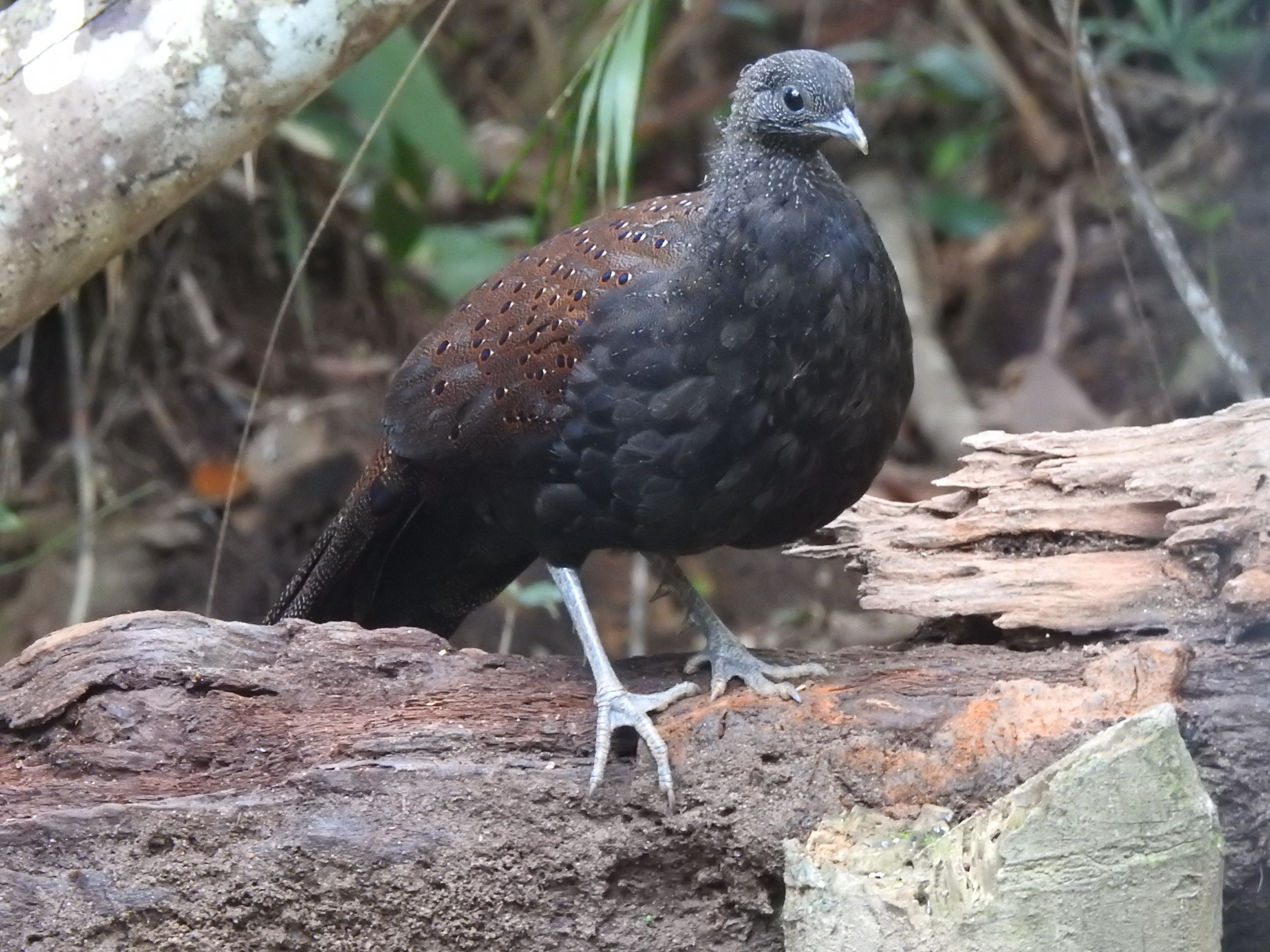 mountainpeackpheas1
