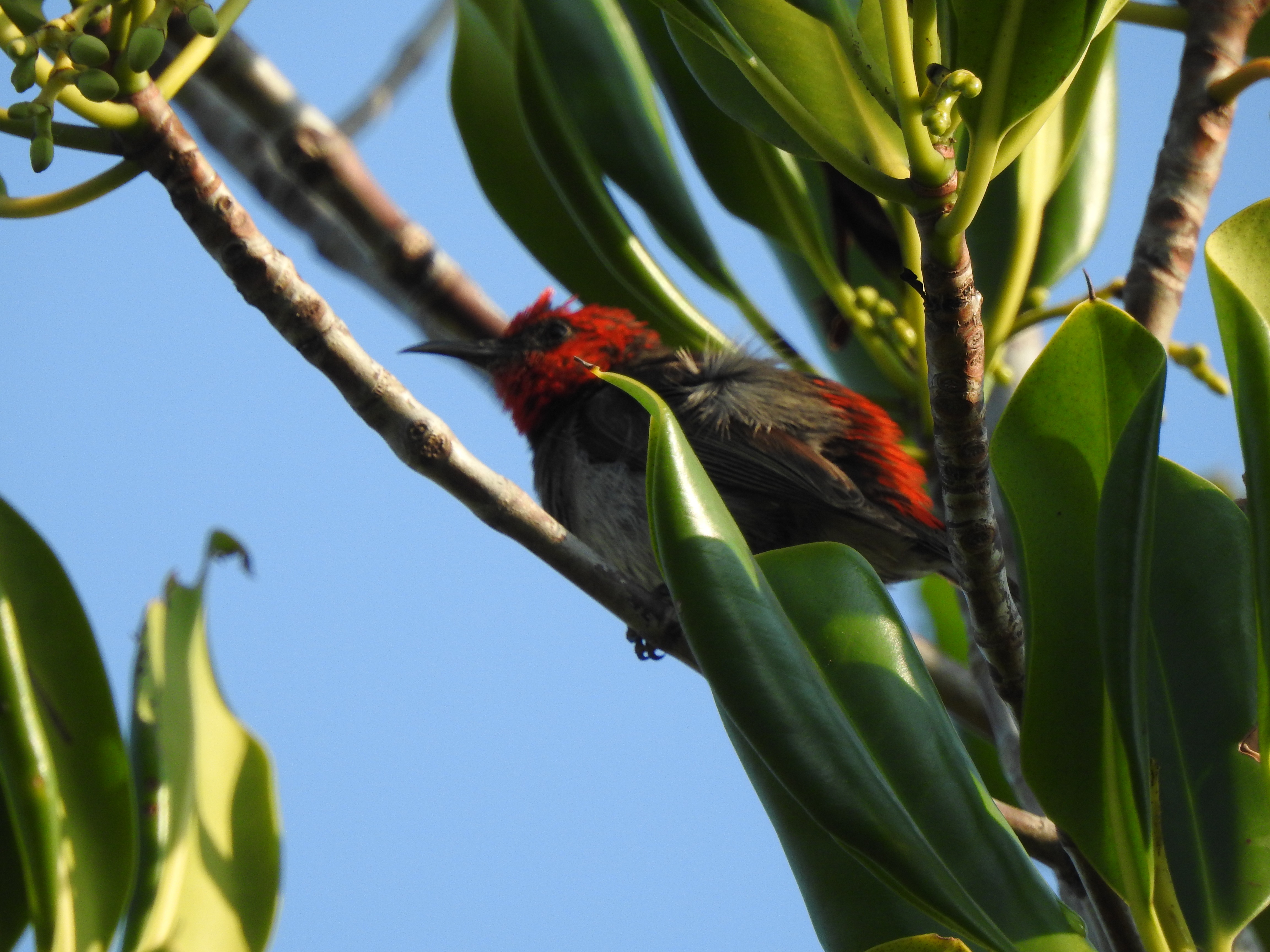 redheadedHE