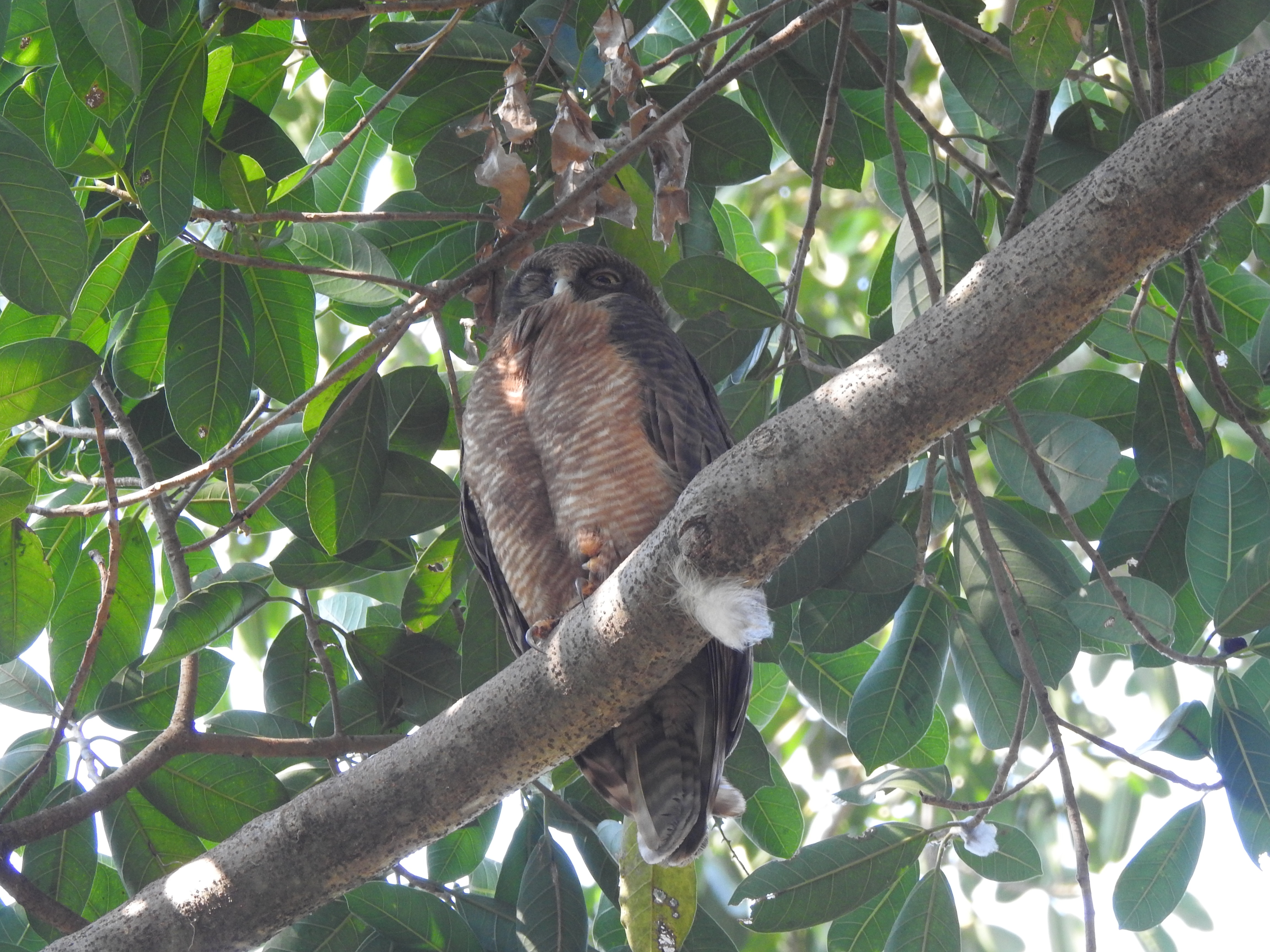 rufousowl