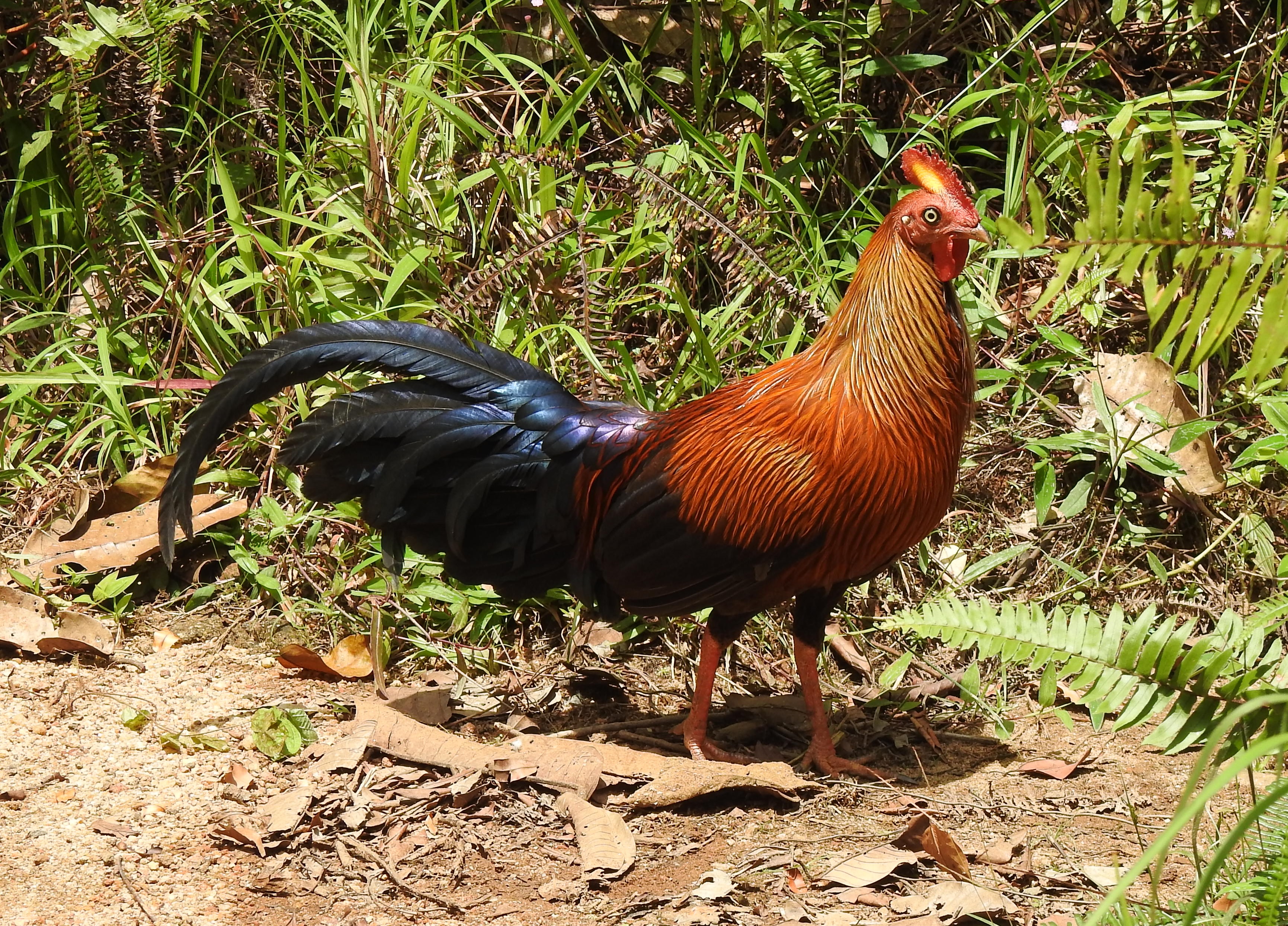 SLJunglefowl