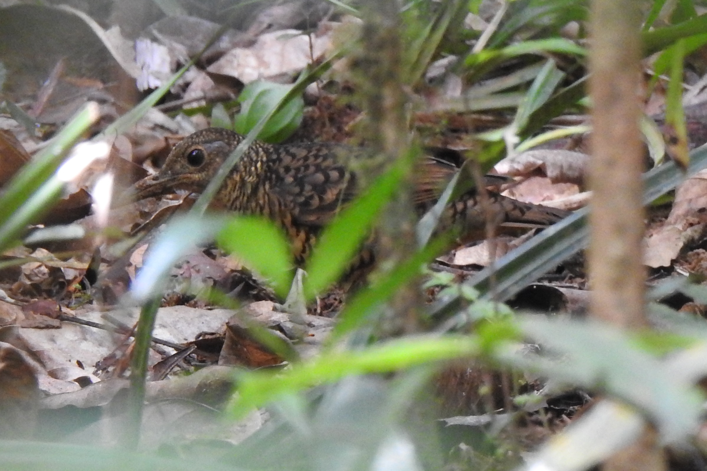 SLThrush