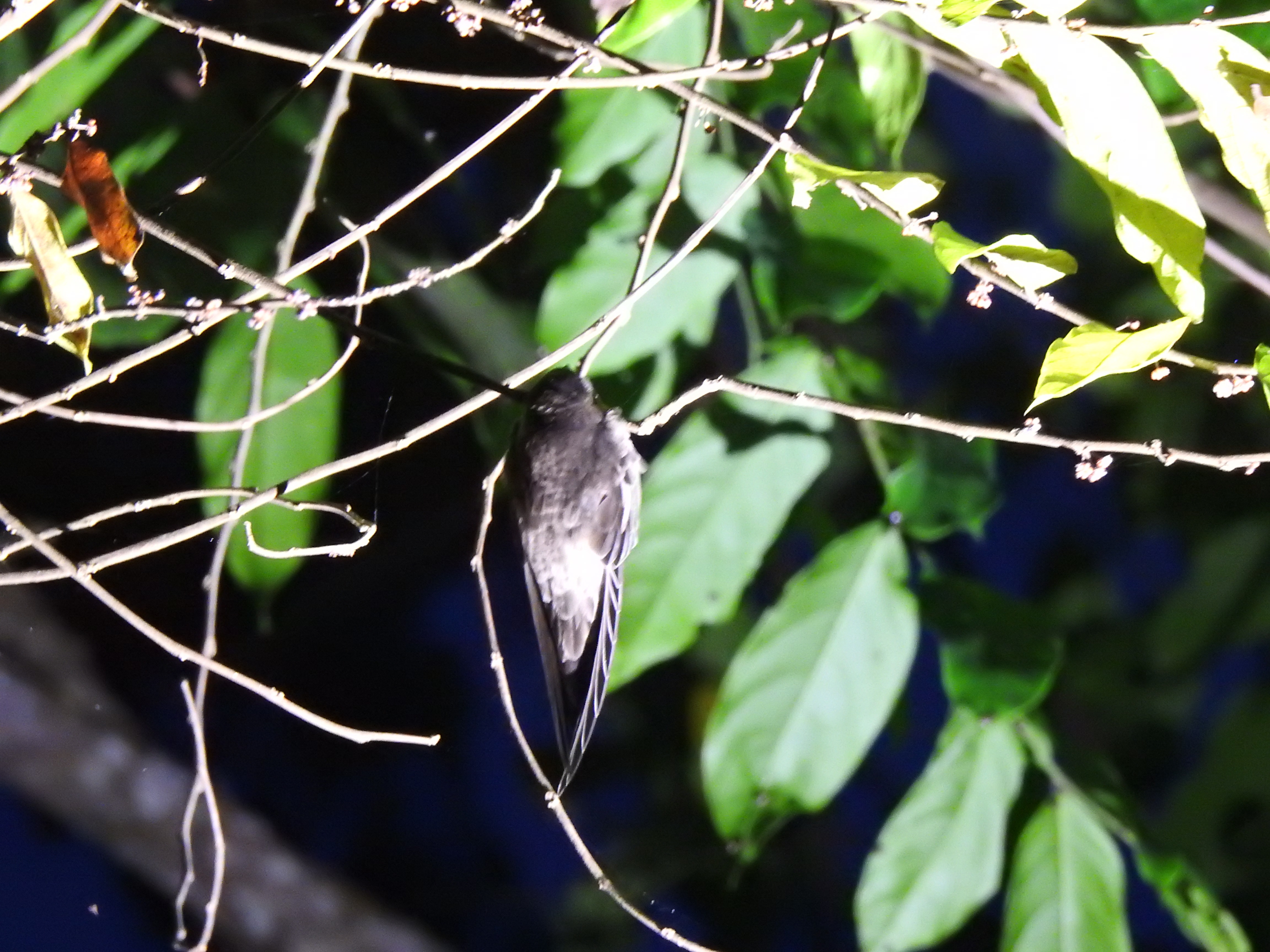 swiftlet