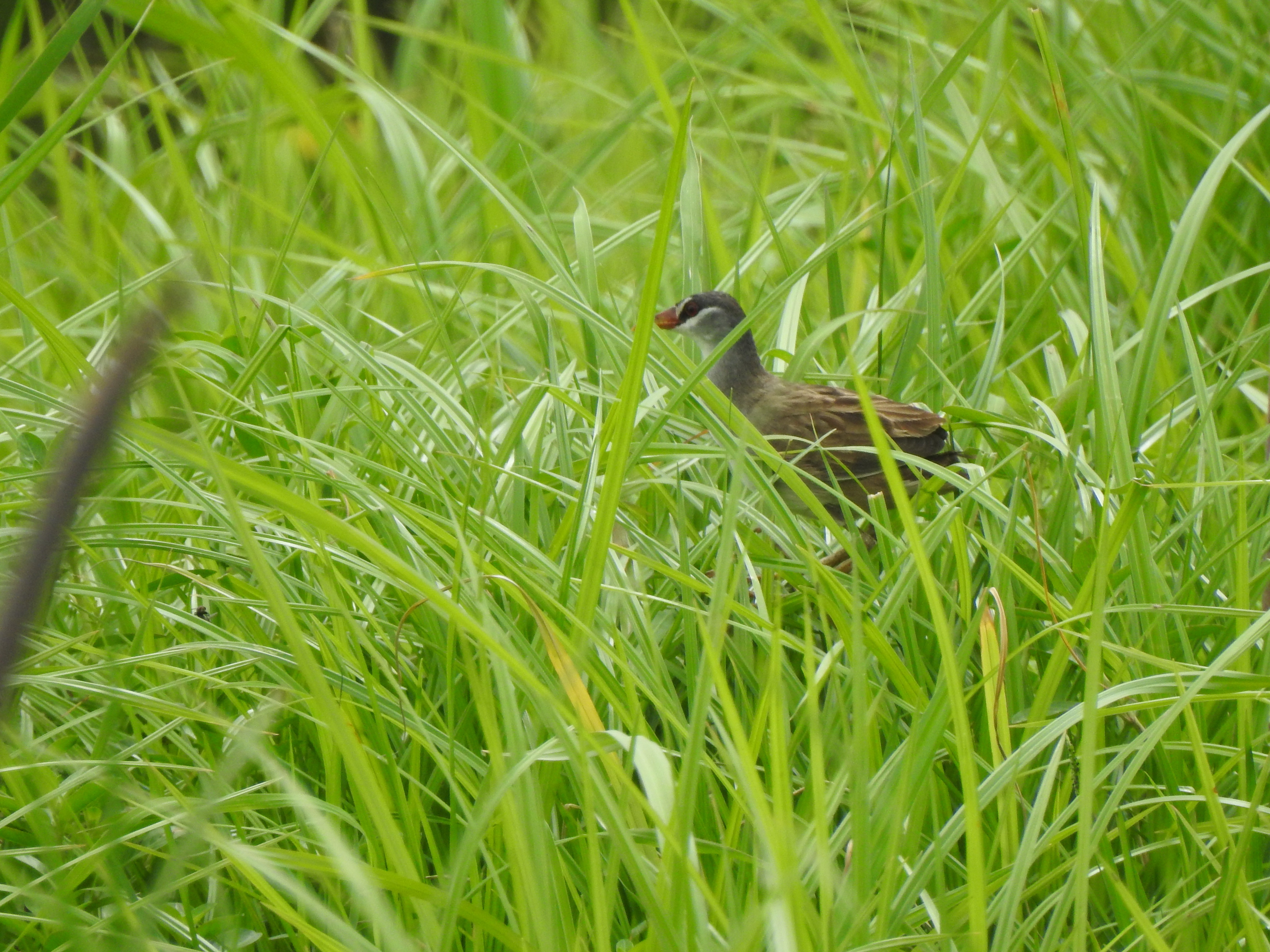 whitebrowedcrake
