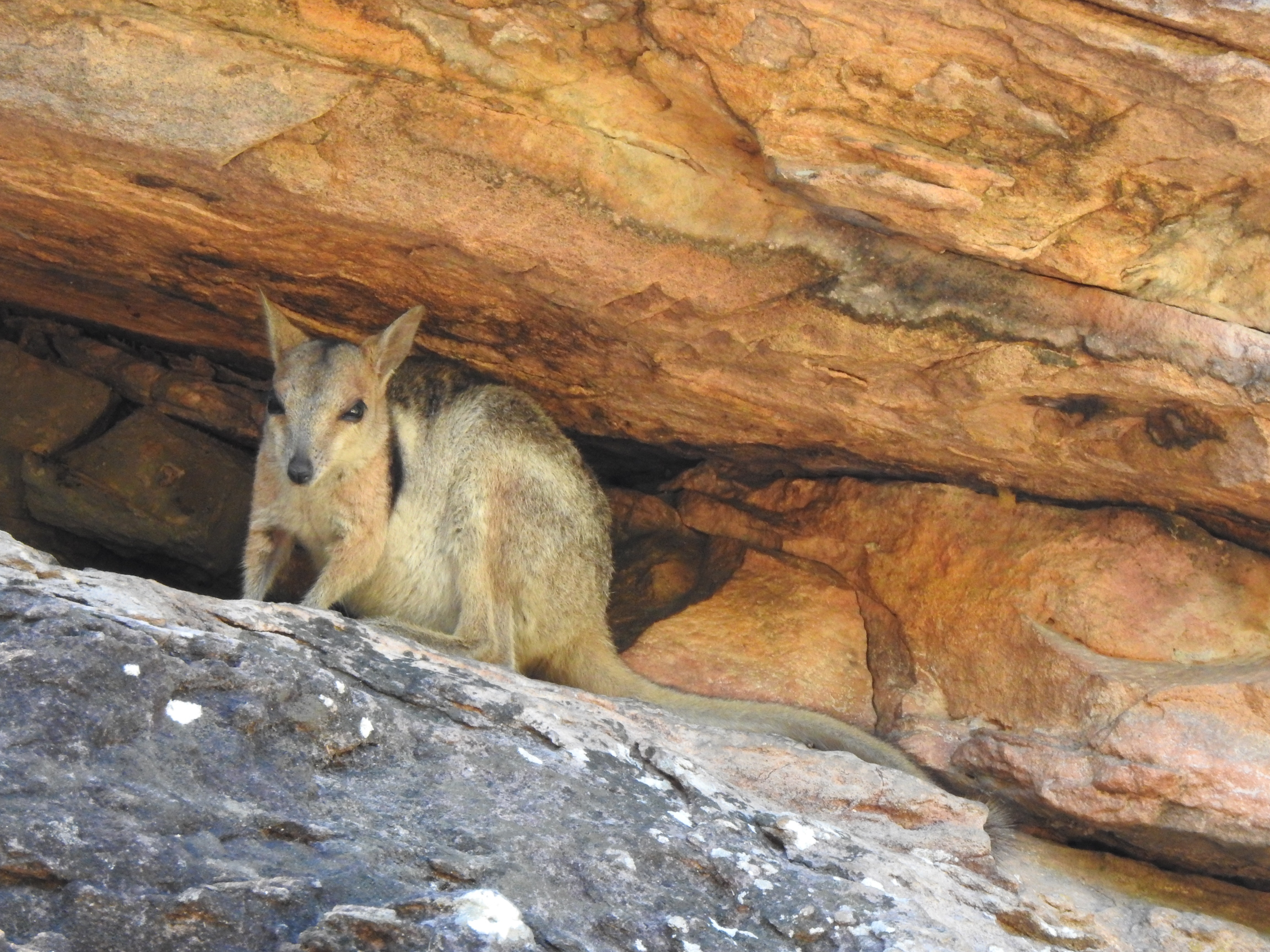 WRWallaby