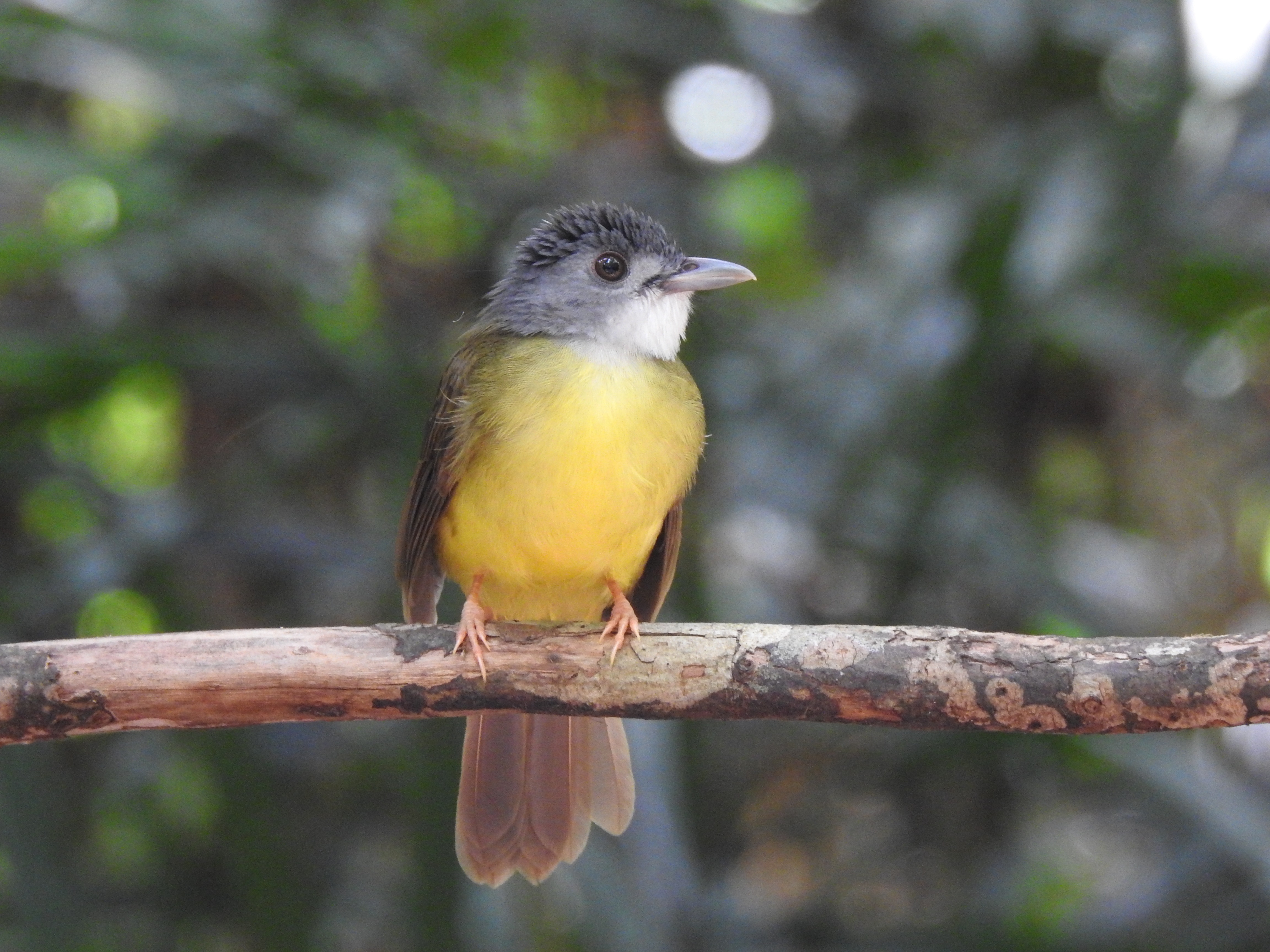 ybbulbul2