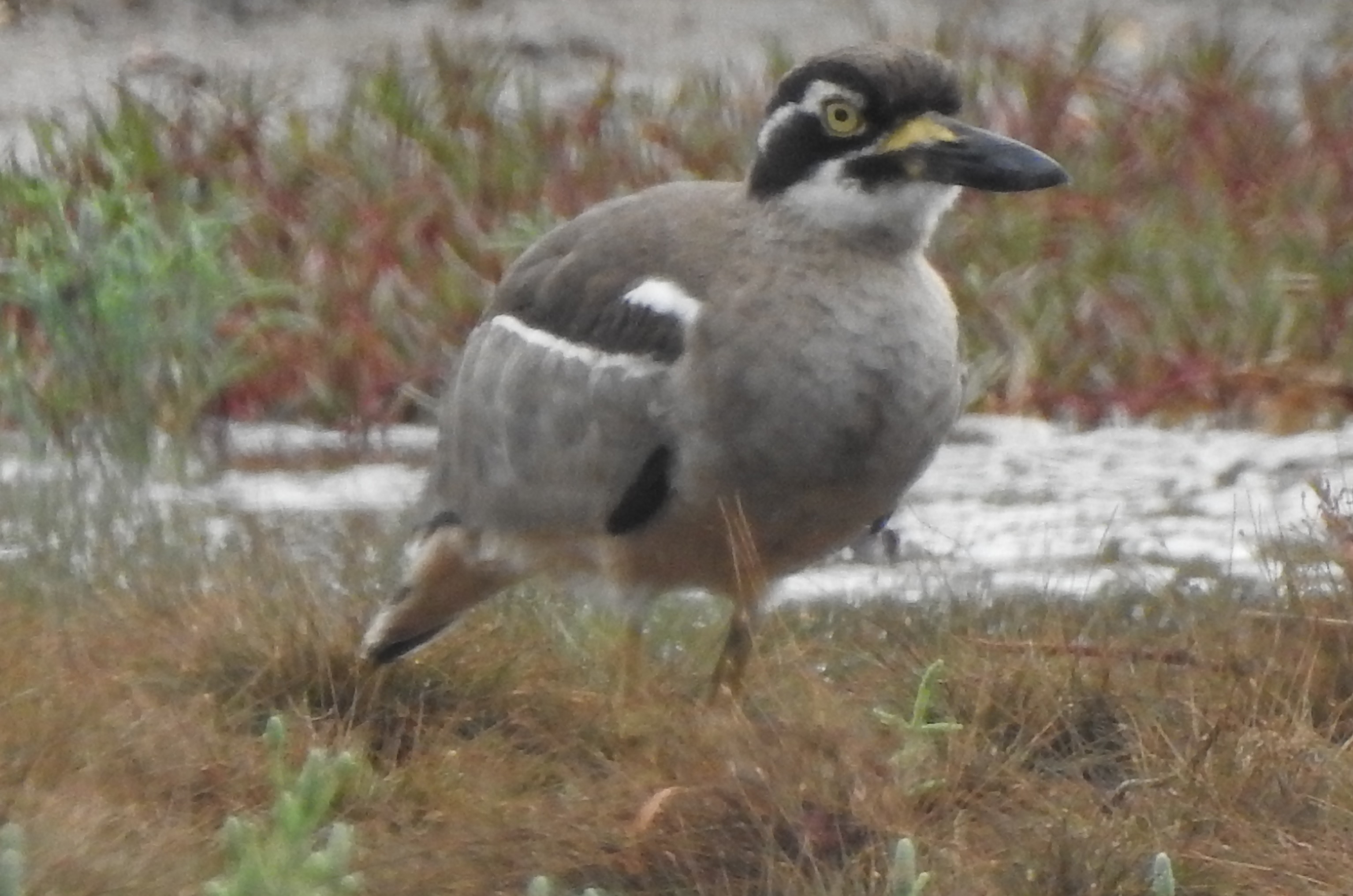 beachstonecurlew