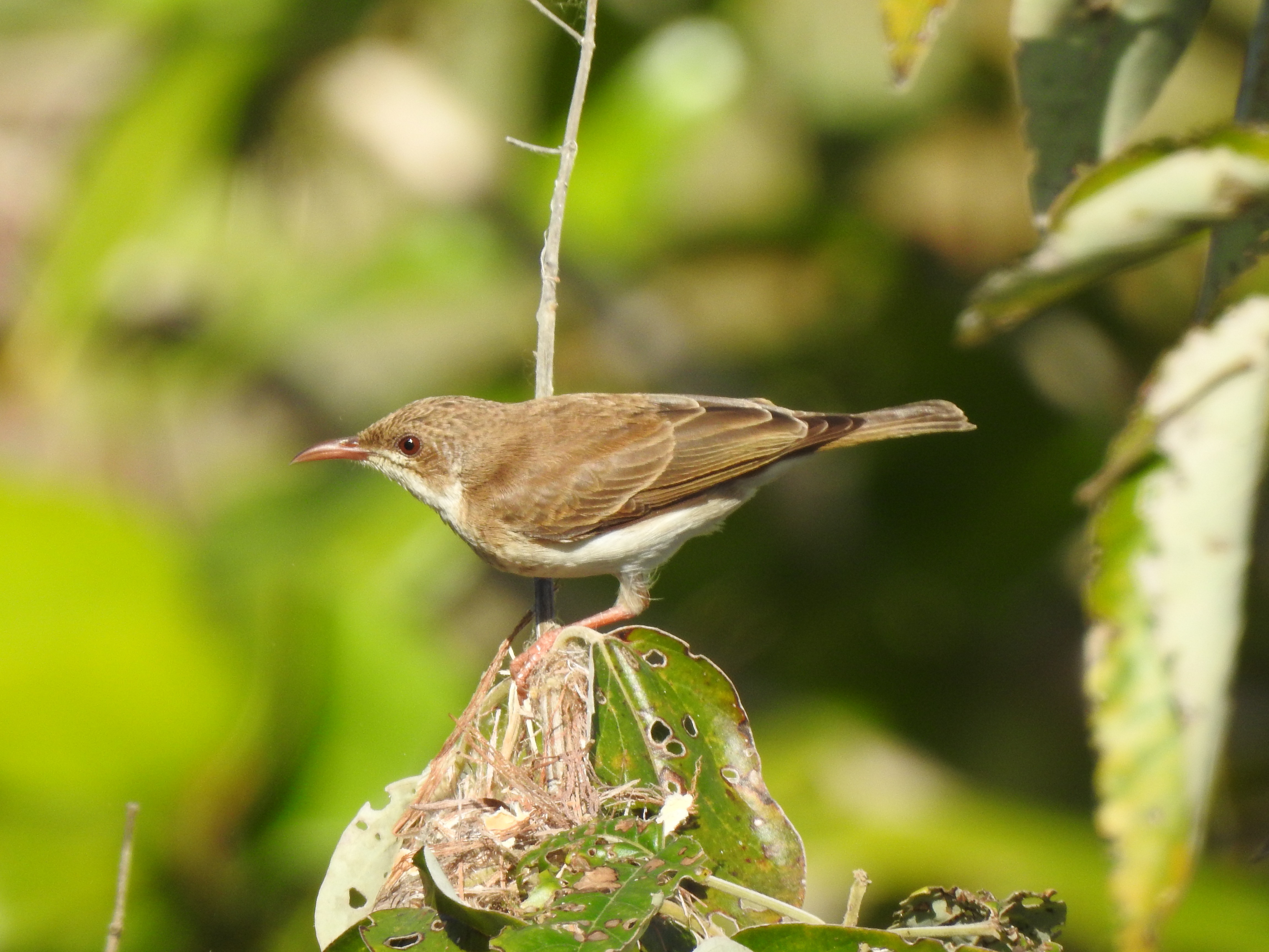 brownbackhoneyeater