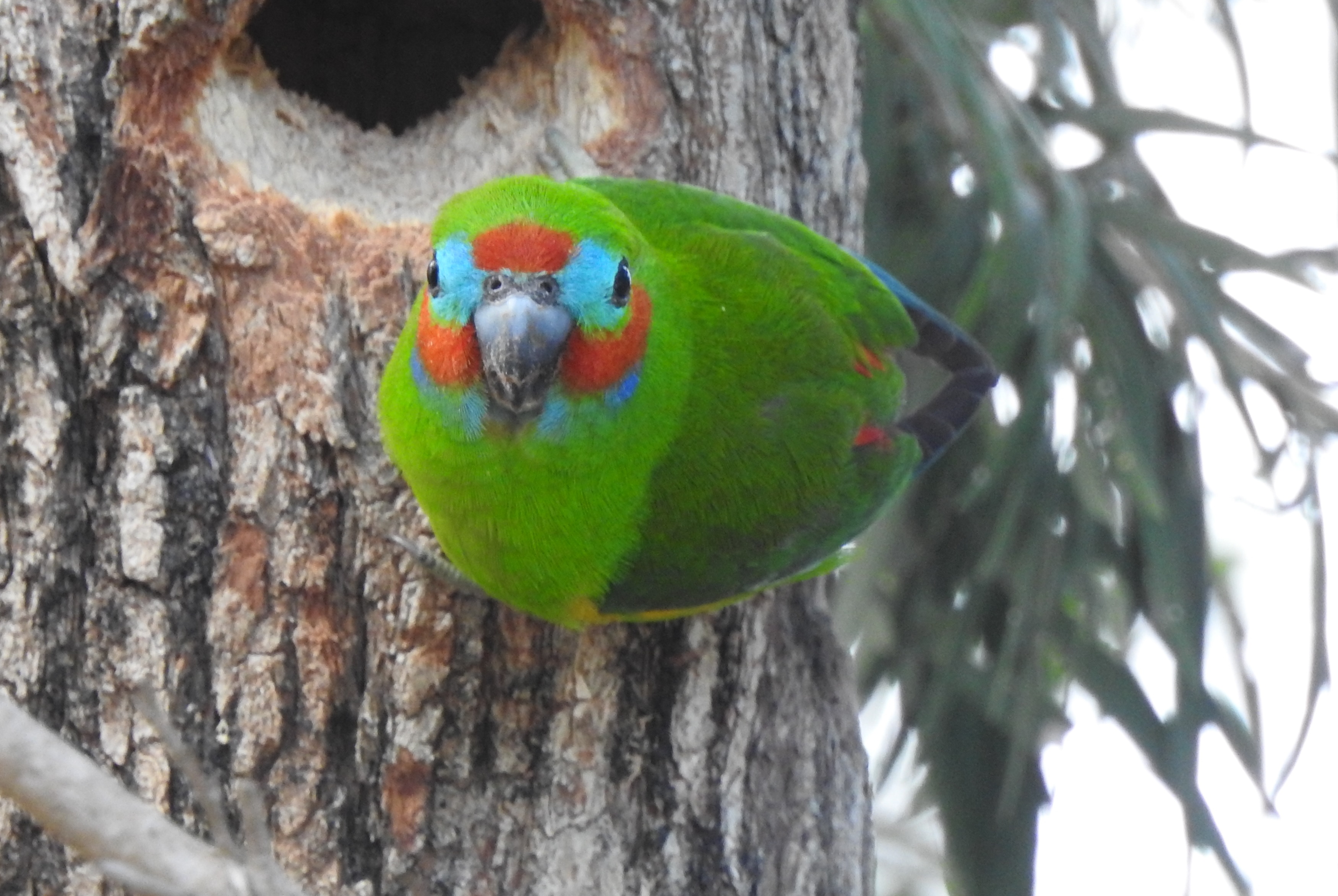 DEfigparrot