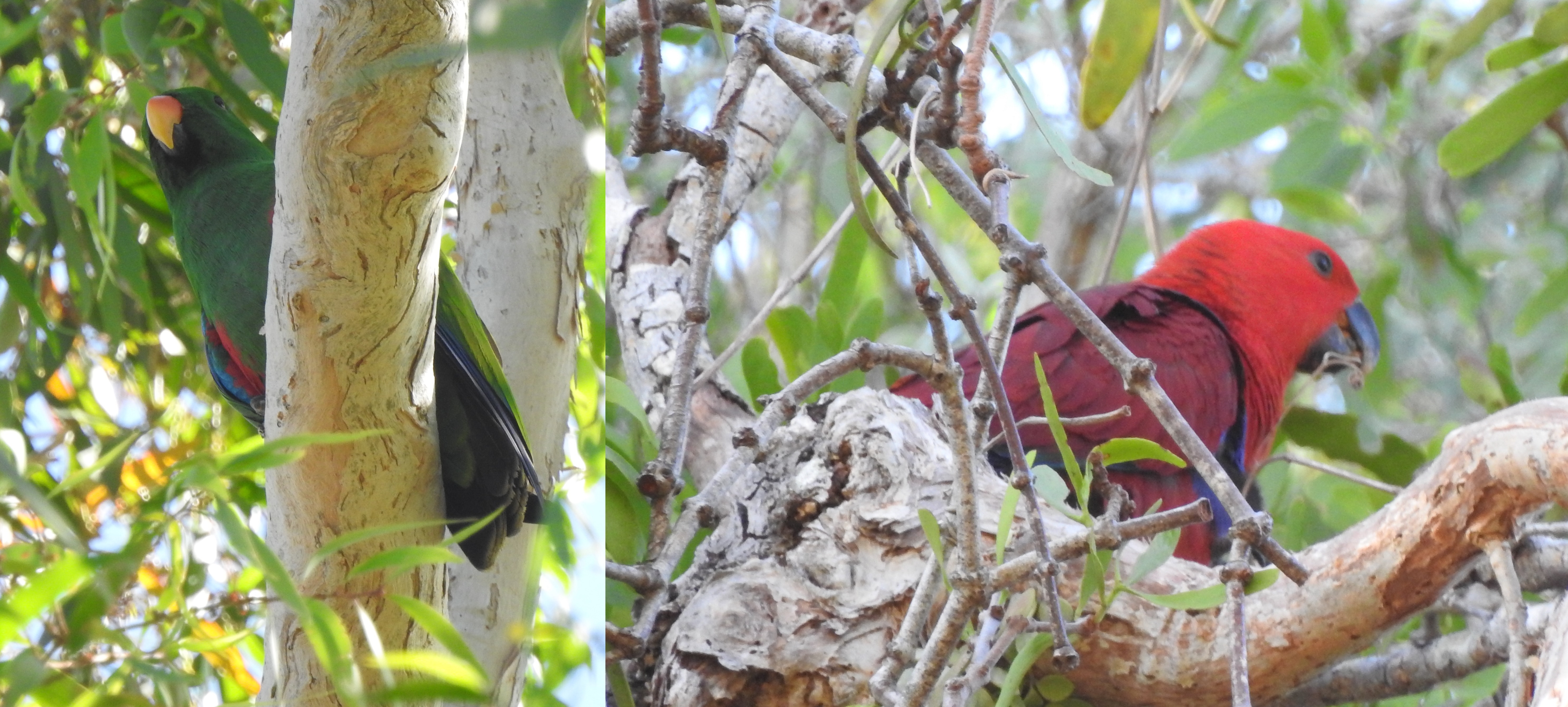 eclectusparrotsMF