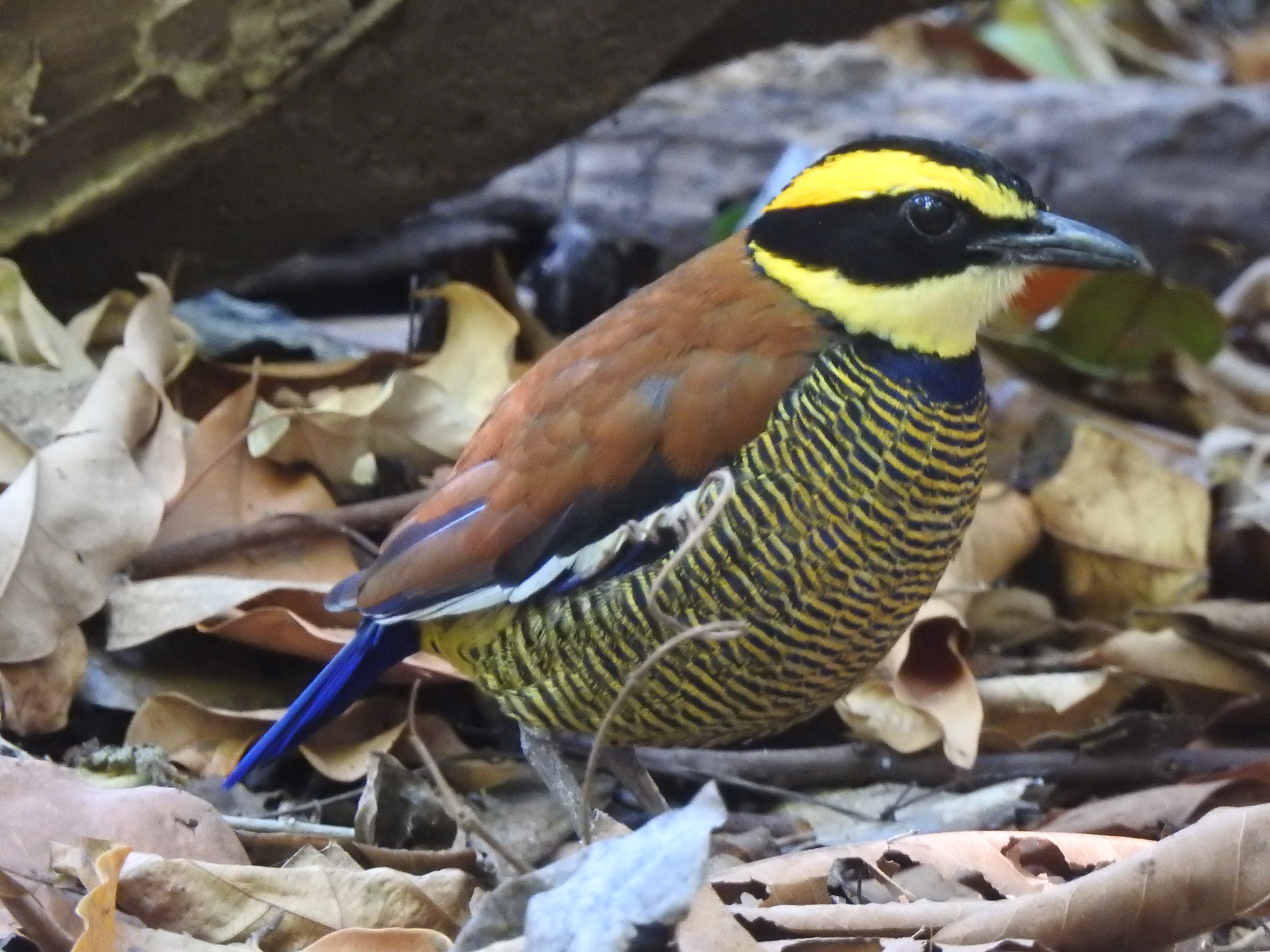 javanbpitta2