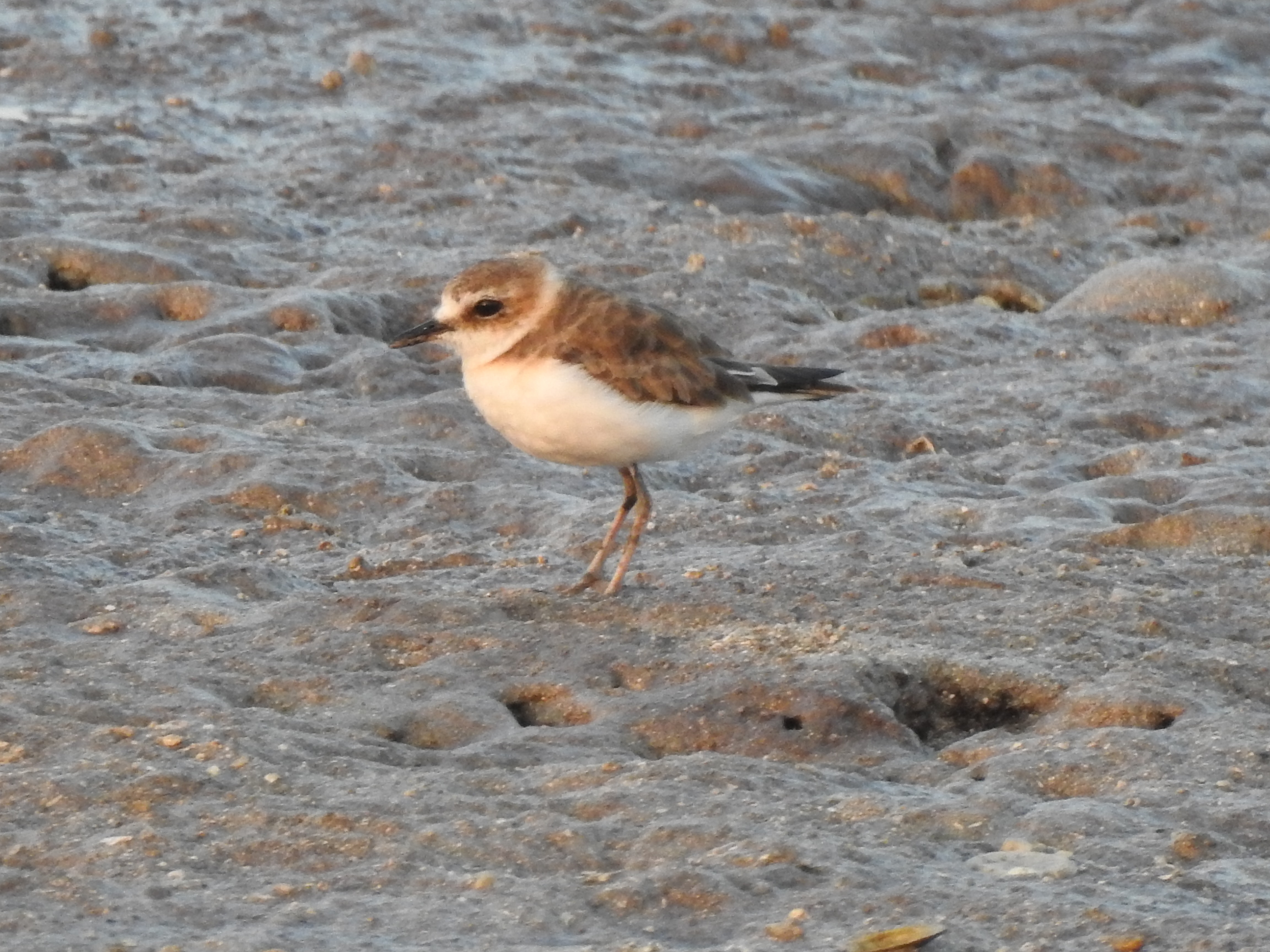 kentishplover