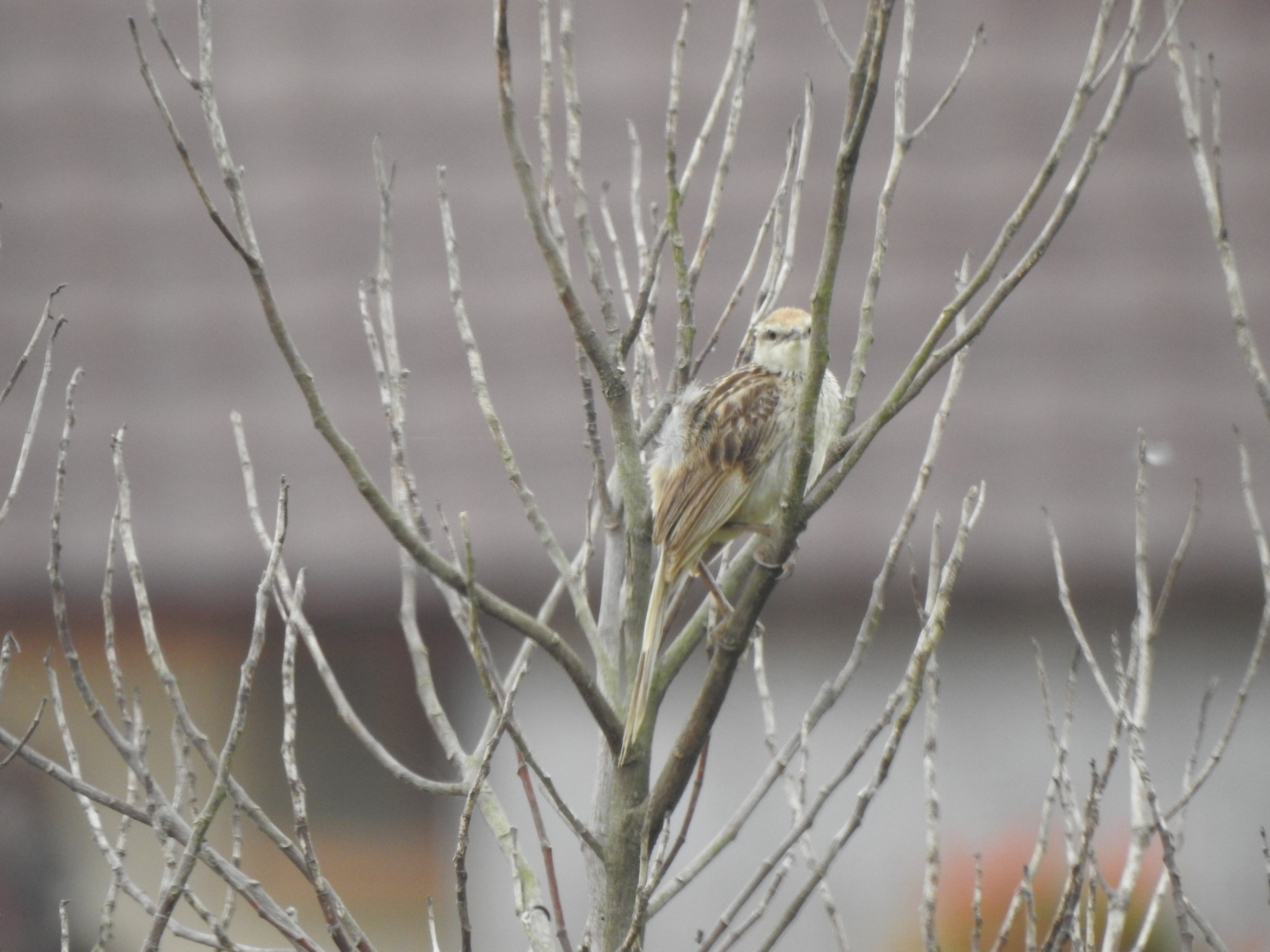 striatedgrassbird