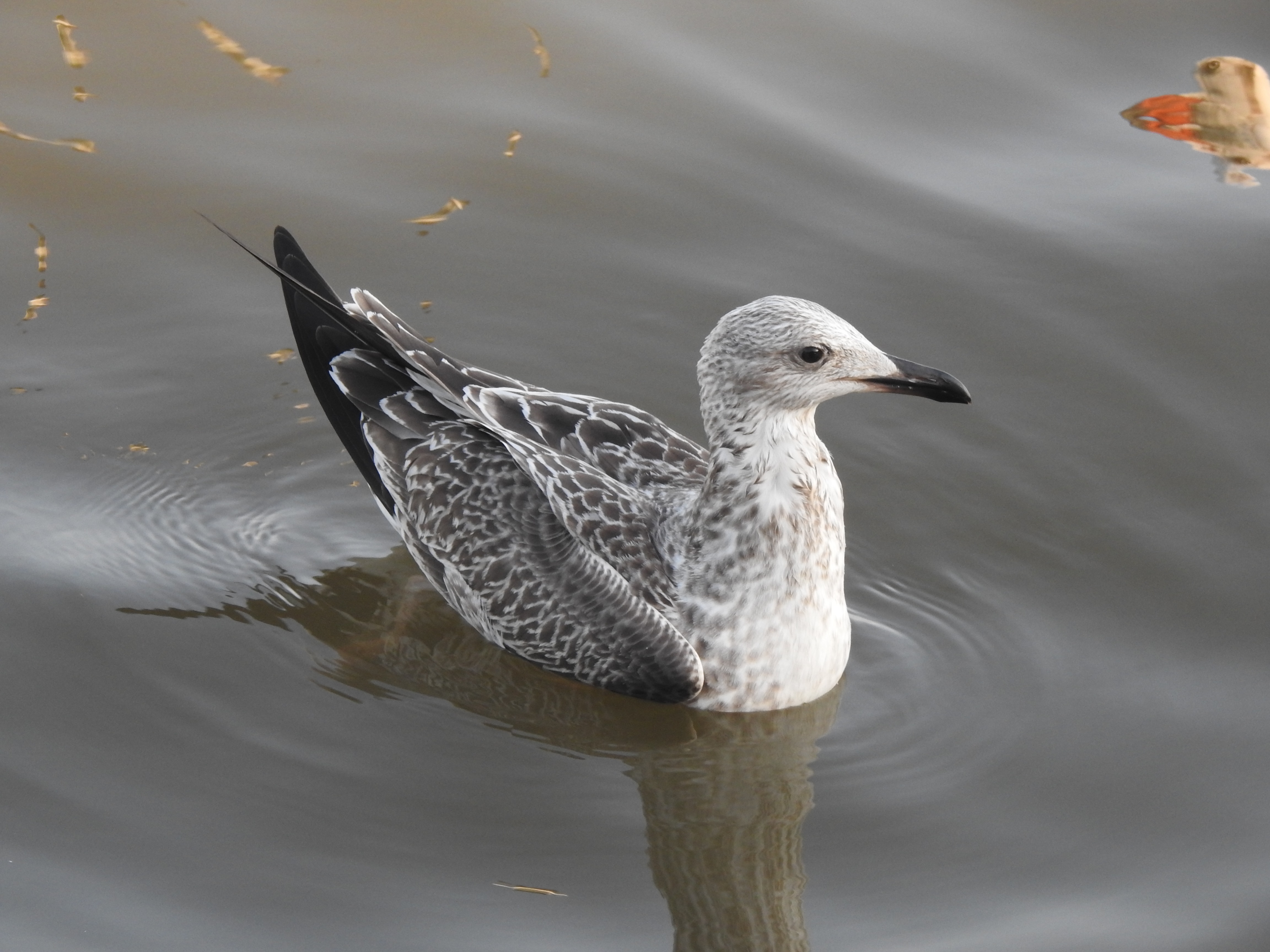 lesserblackbackedgull
