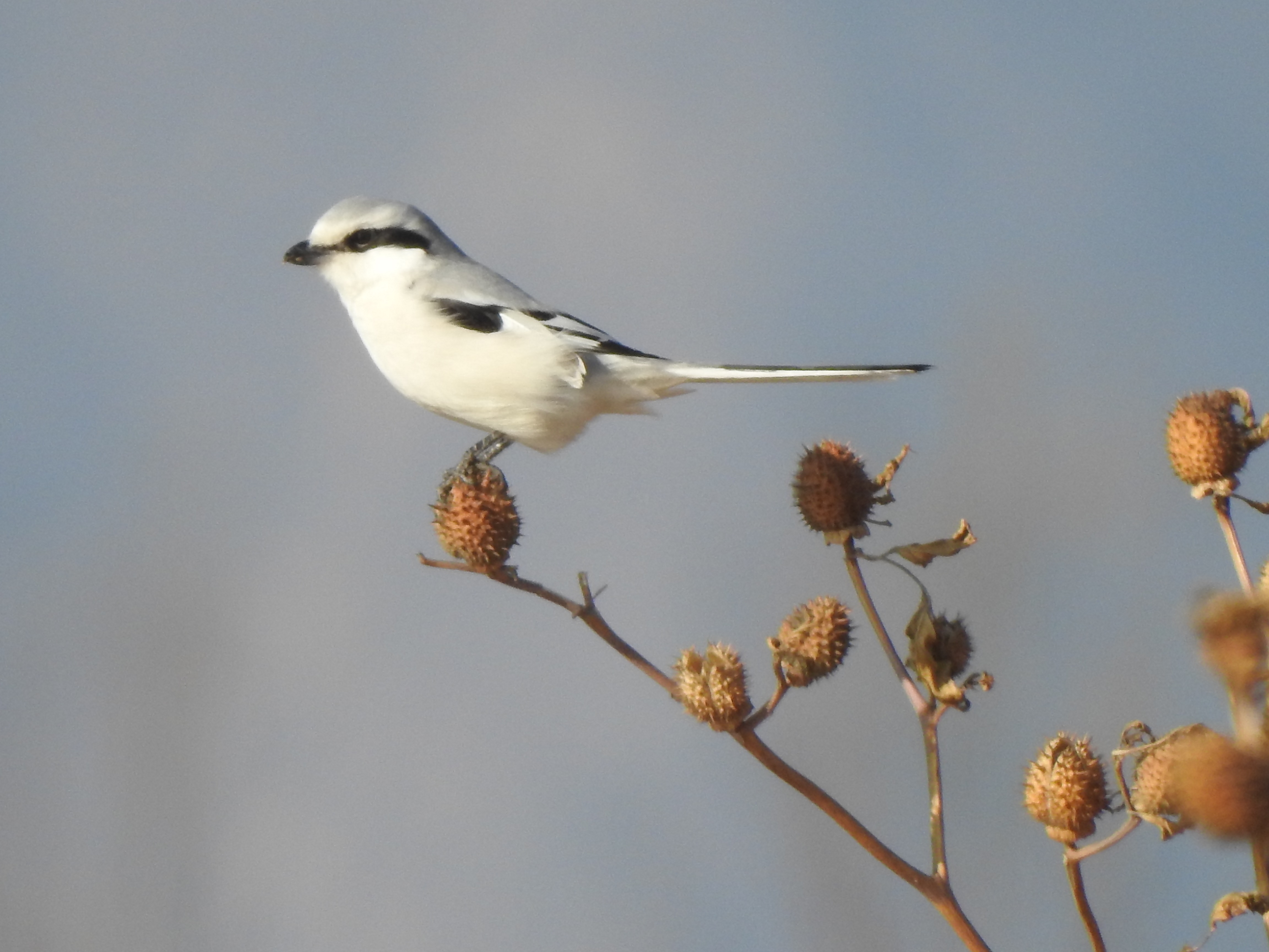 chinesegreyshrike