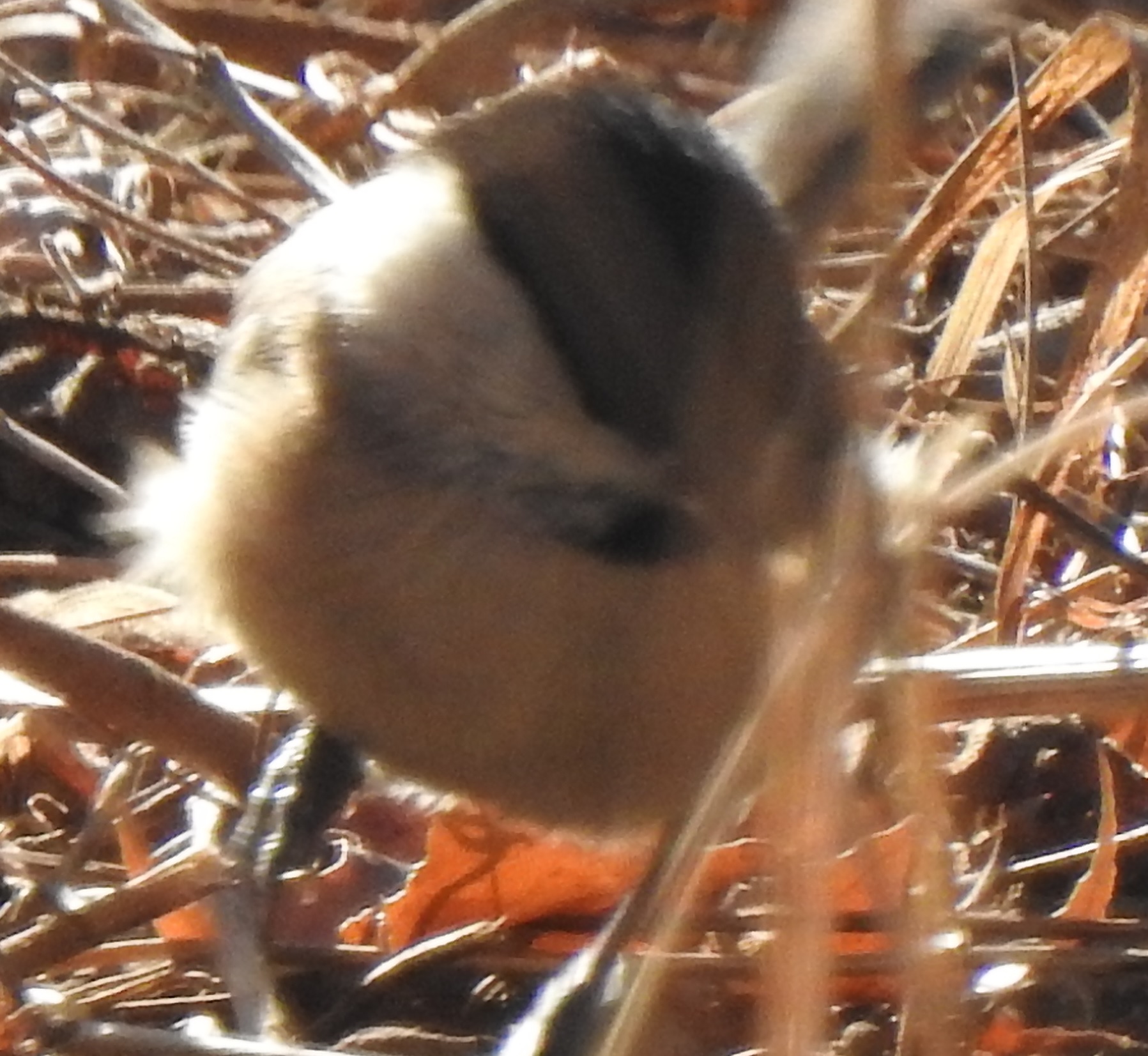 closeuptit