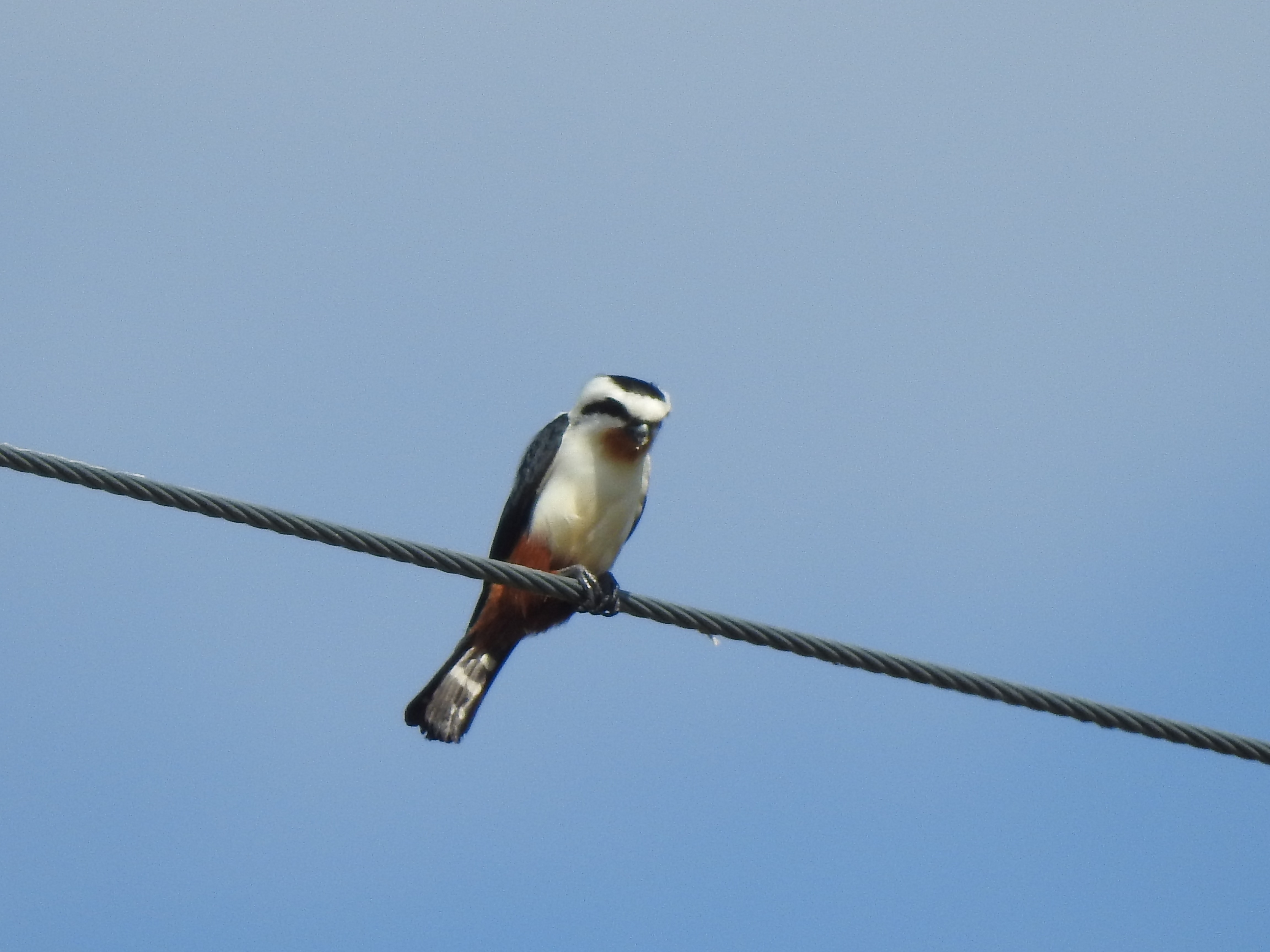 collfalconet