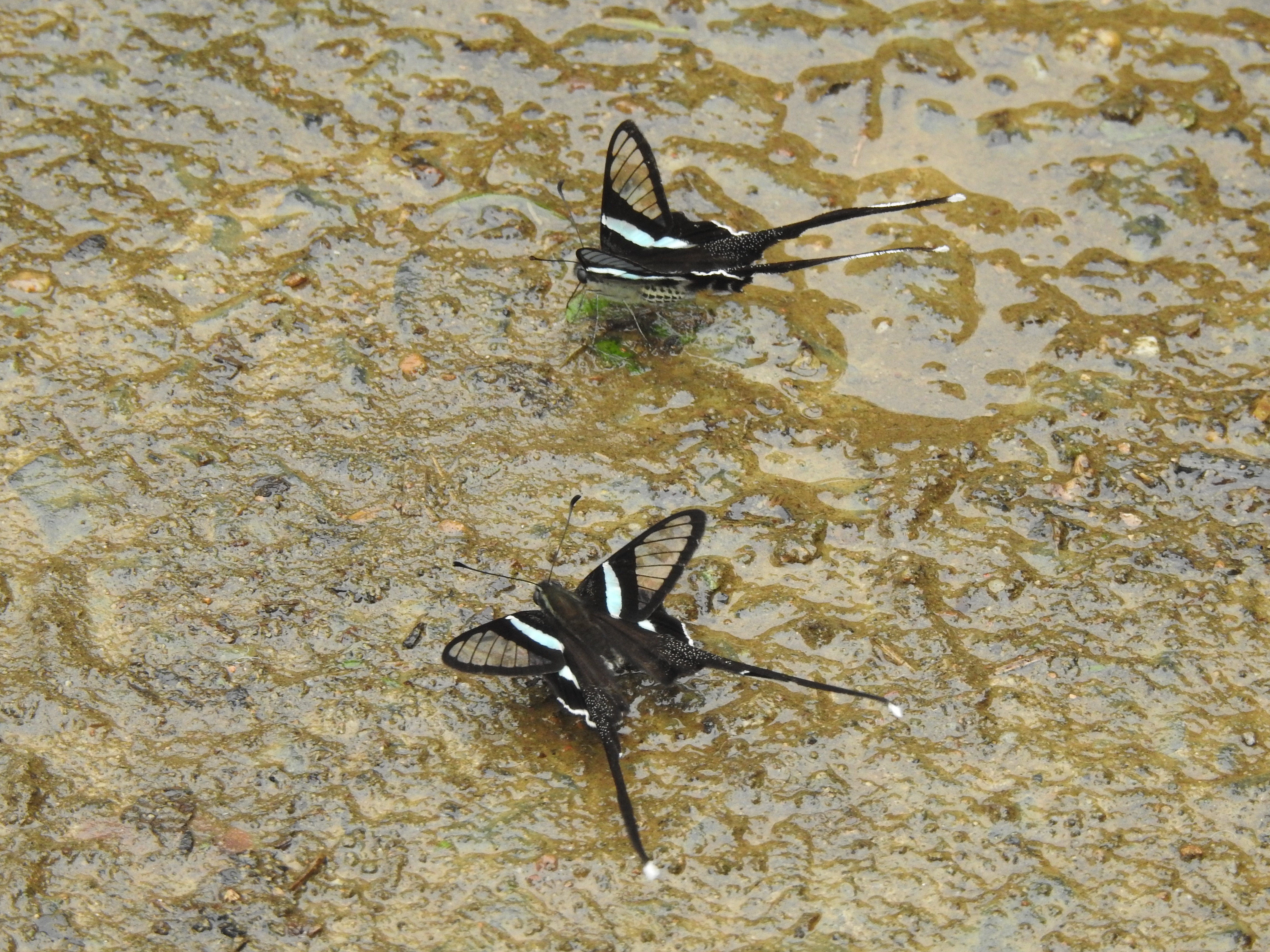 dragontails