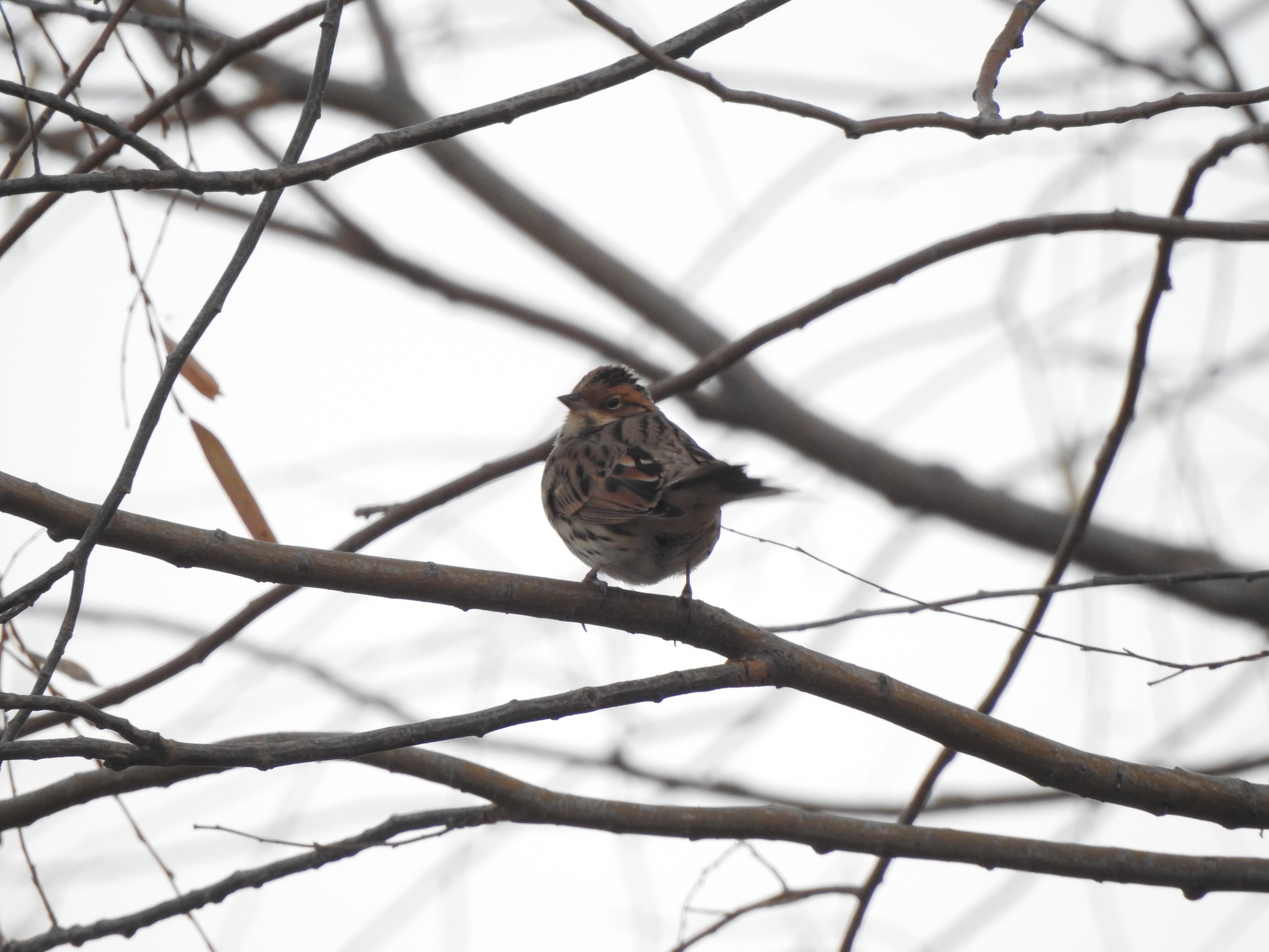 littlebunting