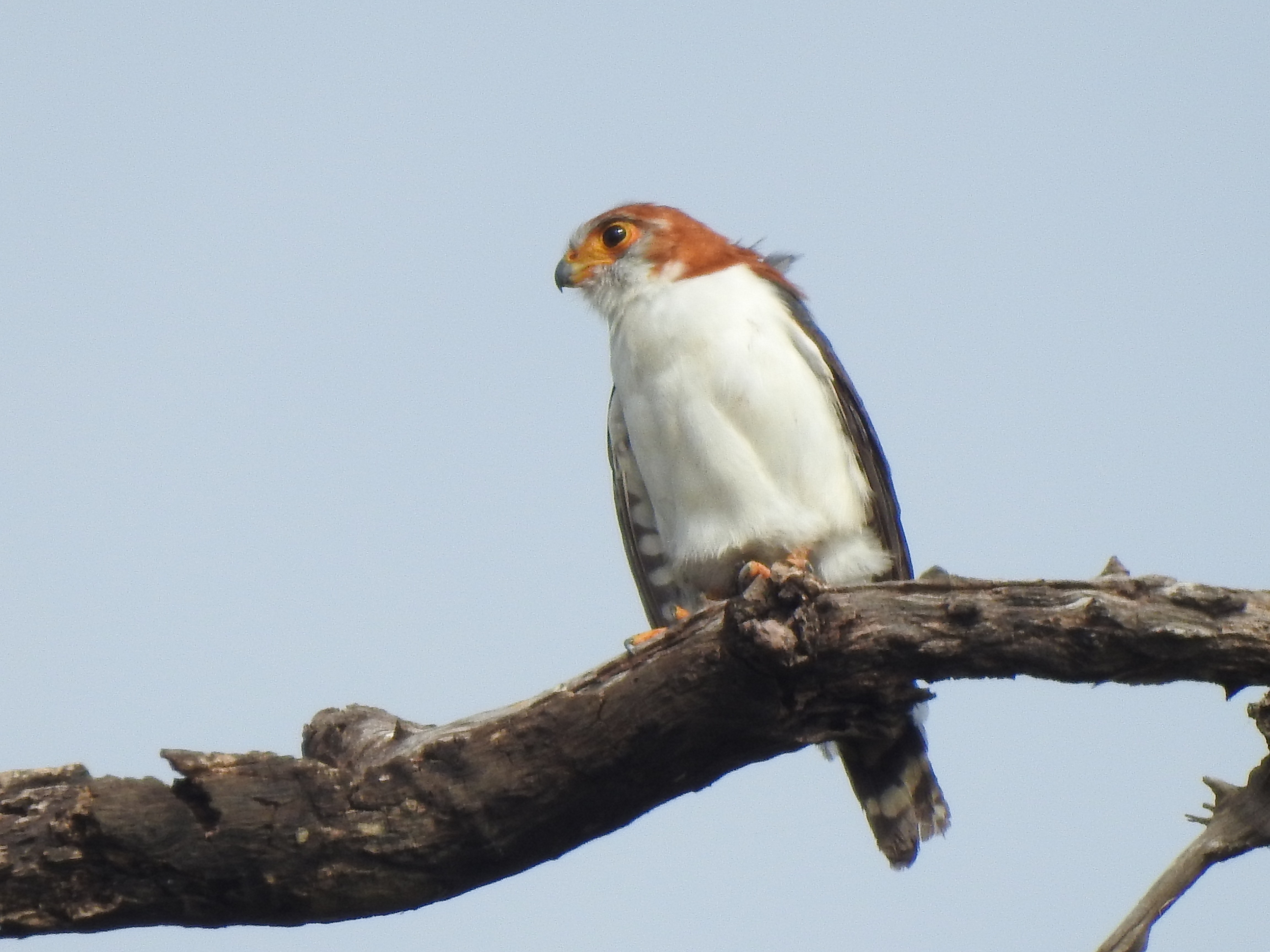 whrumpedfalcon