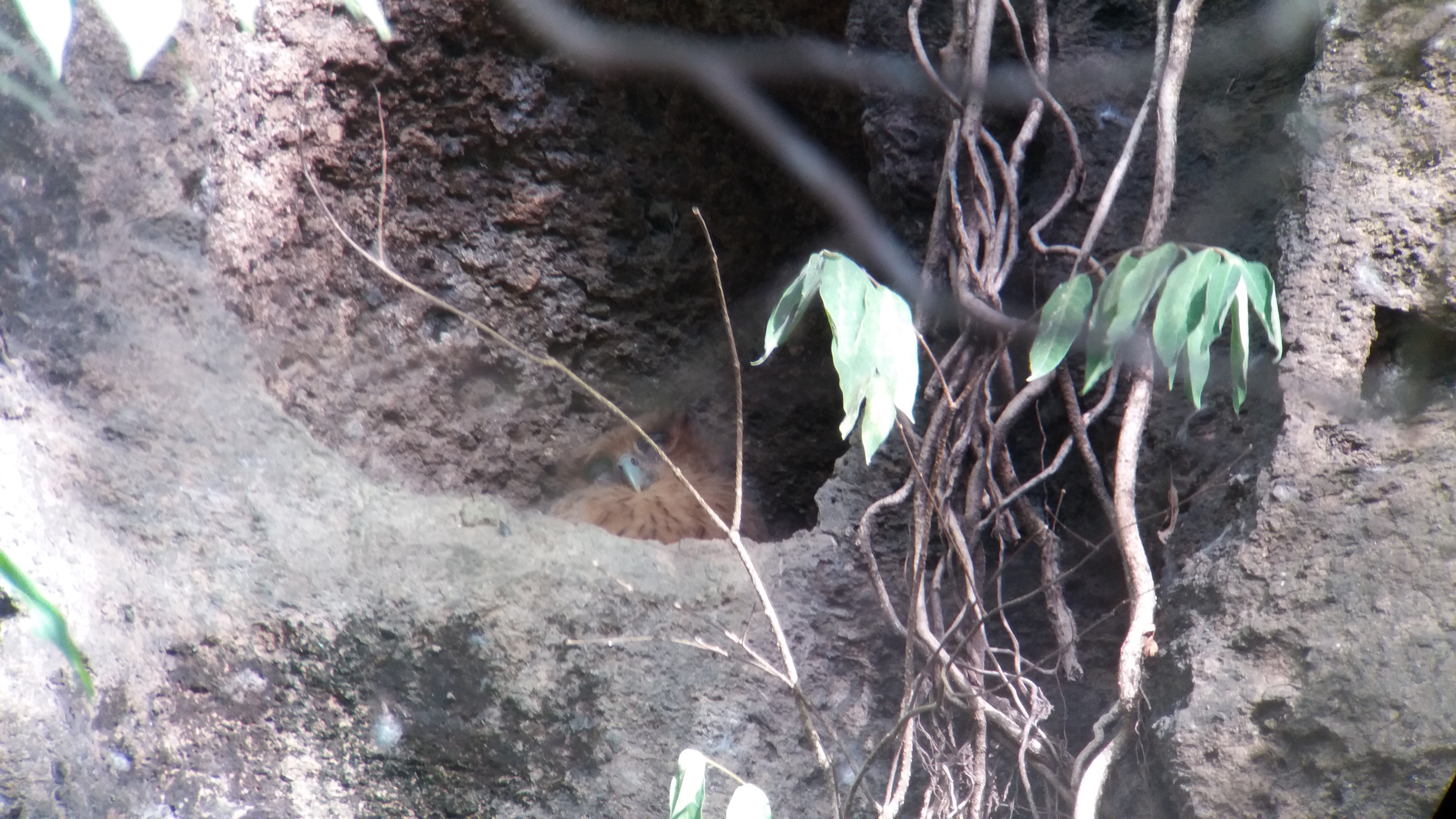 babyowl