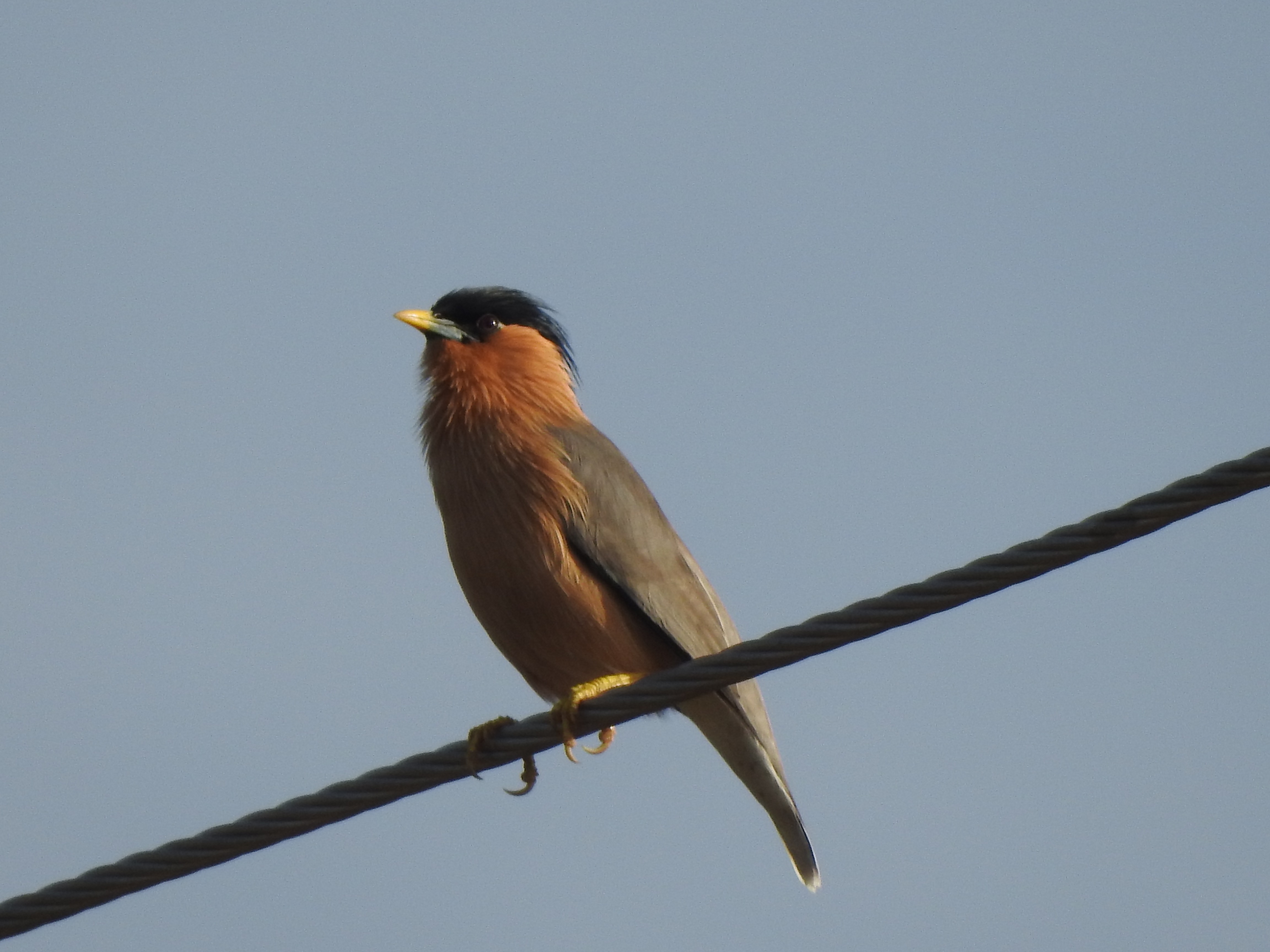 brahminystarling