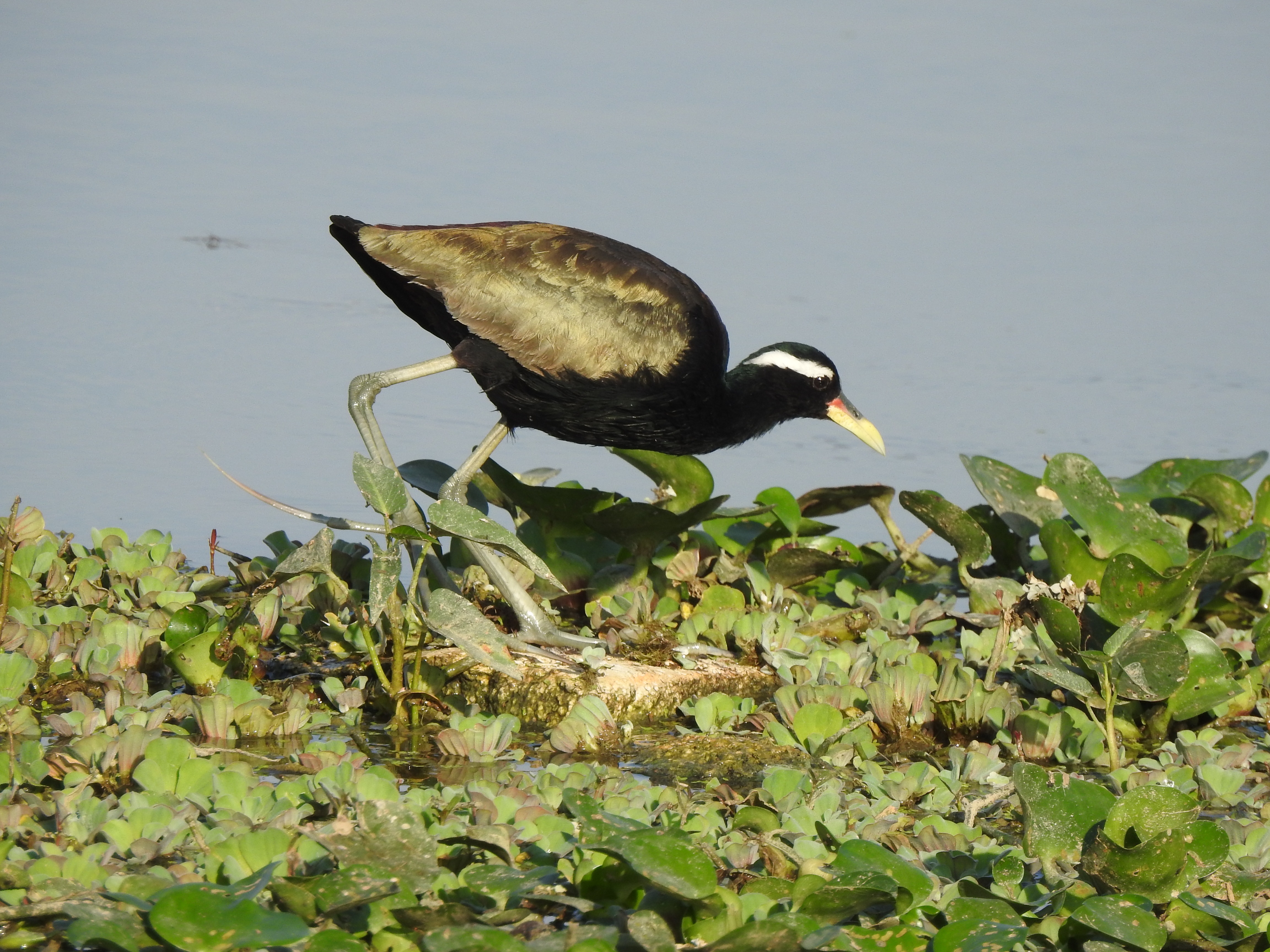 bronzewingedjacana