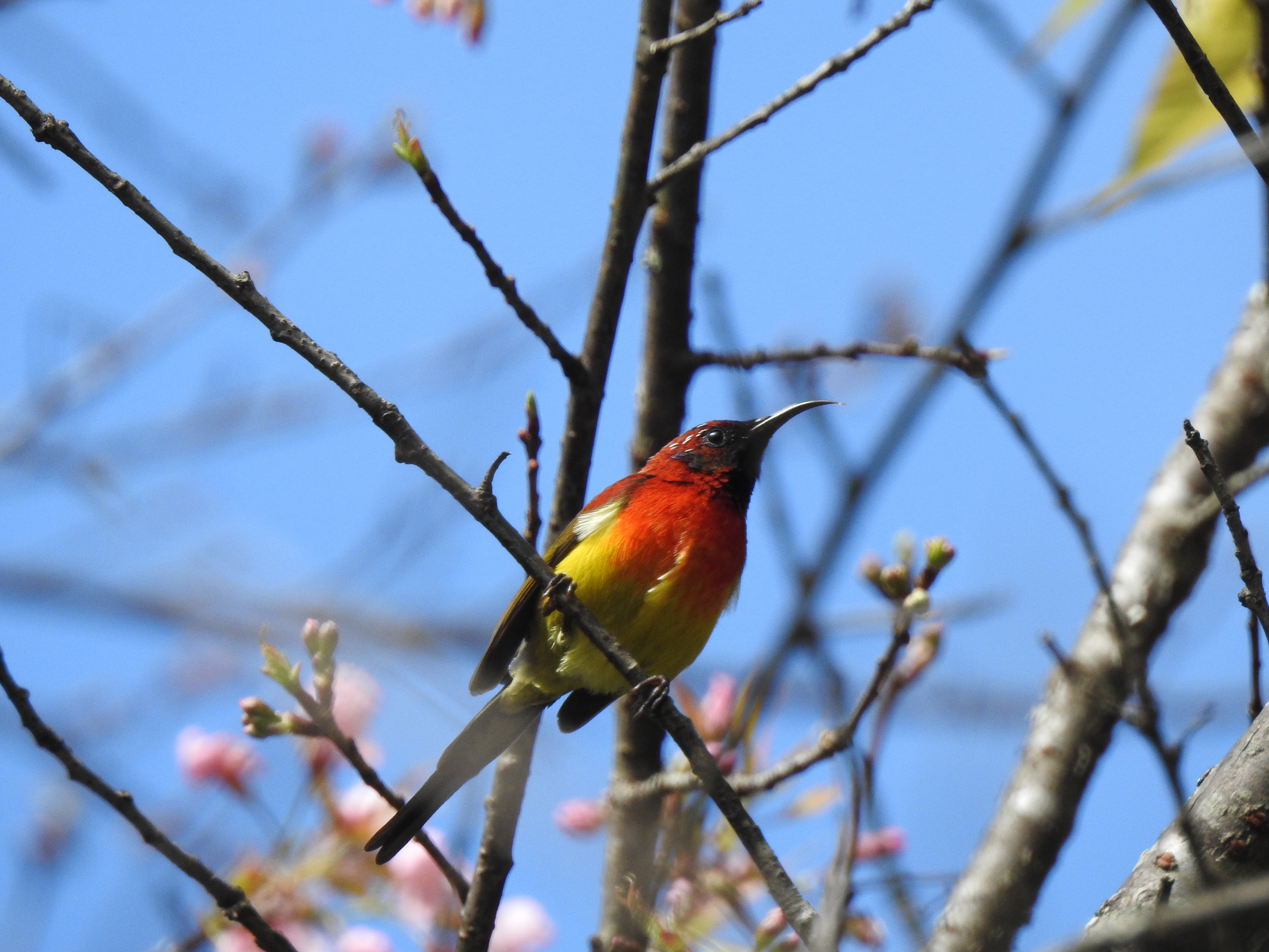 gouldssunbird