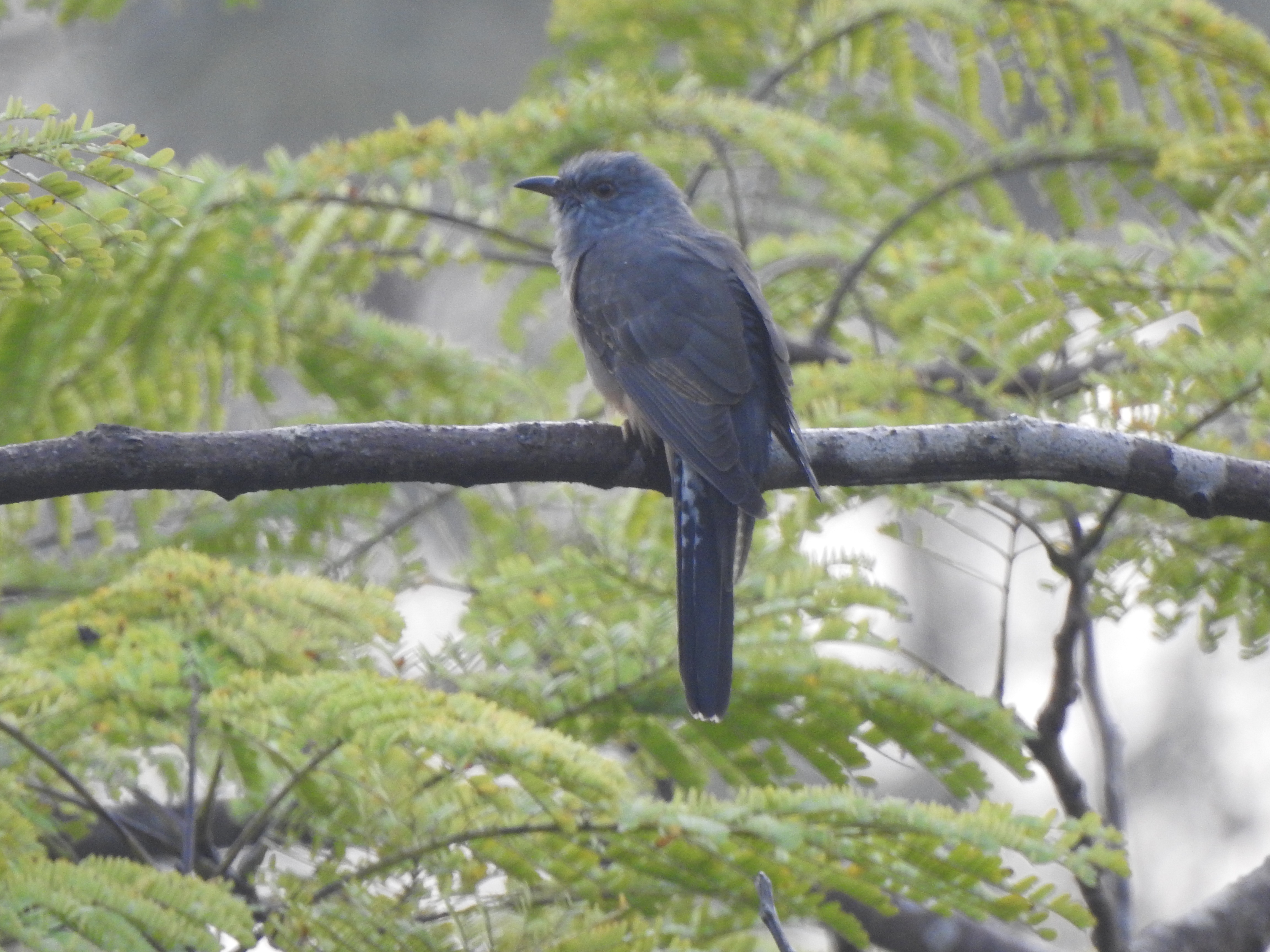 greybreastedcuckoo
