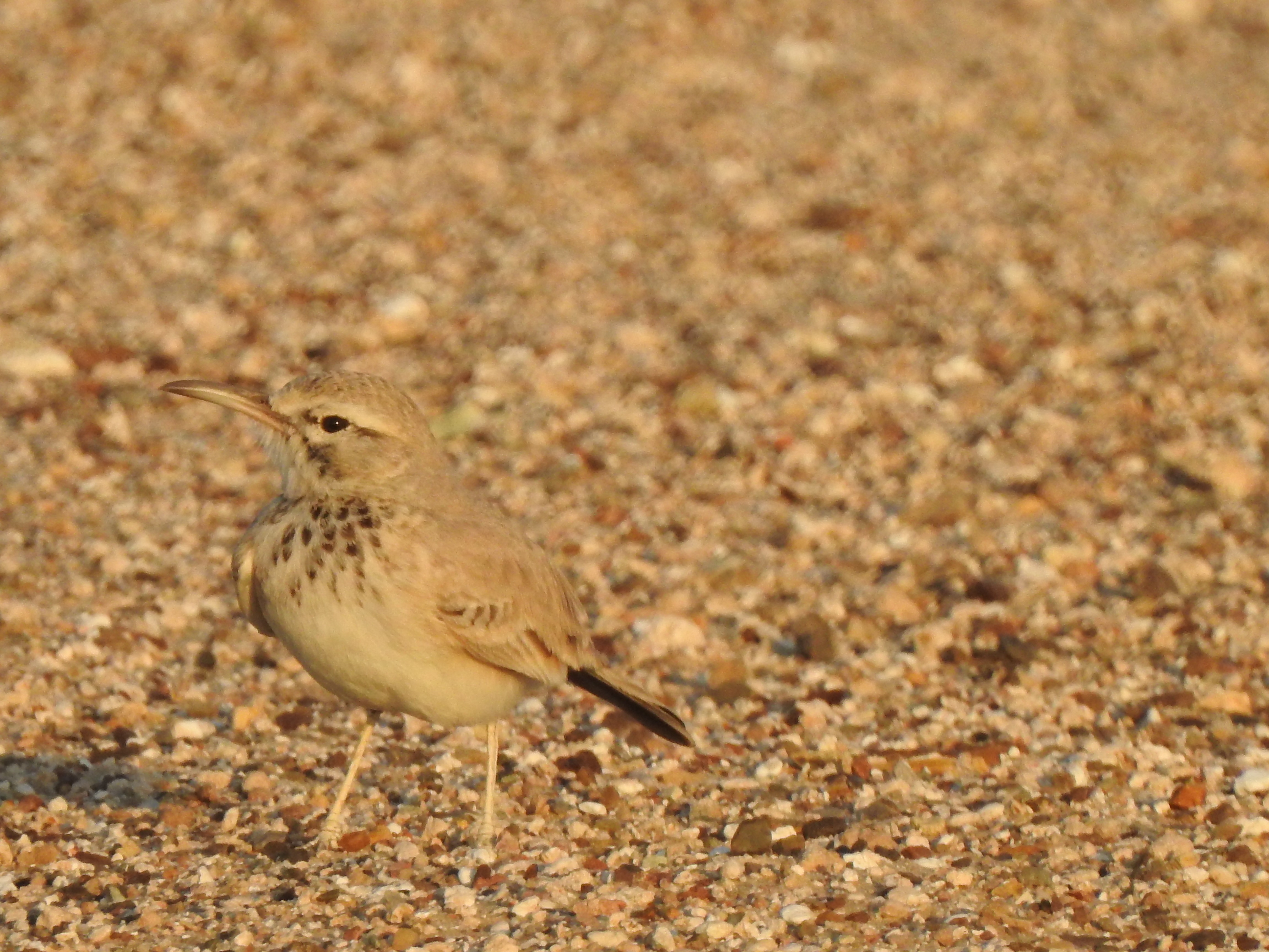 hoopoelark